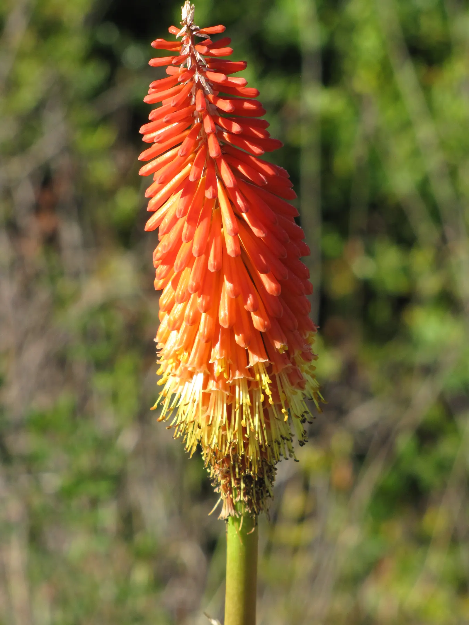 Red Hot Poker (Kniphofia Uvaria) — ensuring your garden is as wildlife-friendly as it is beautiful; thriving in USDA zones 5-9, this perennial, image 137