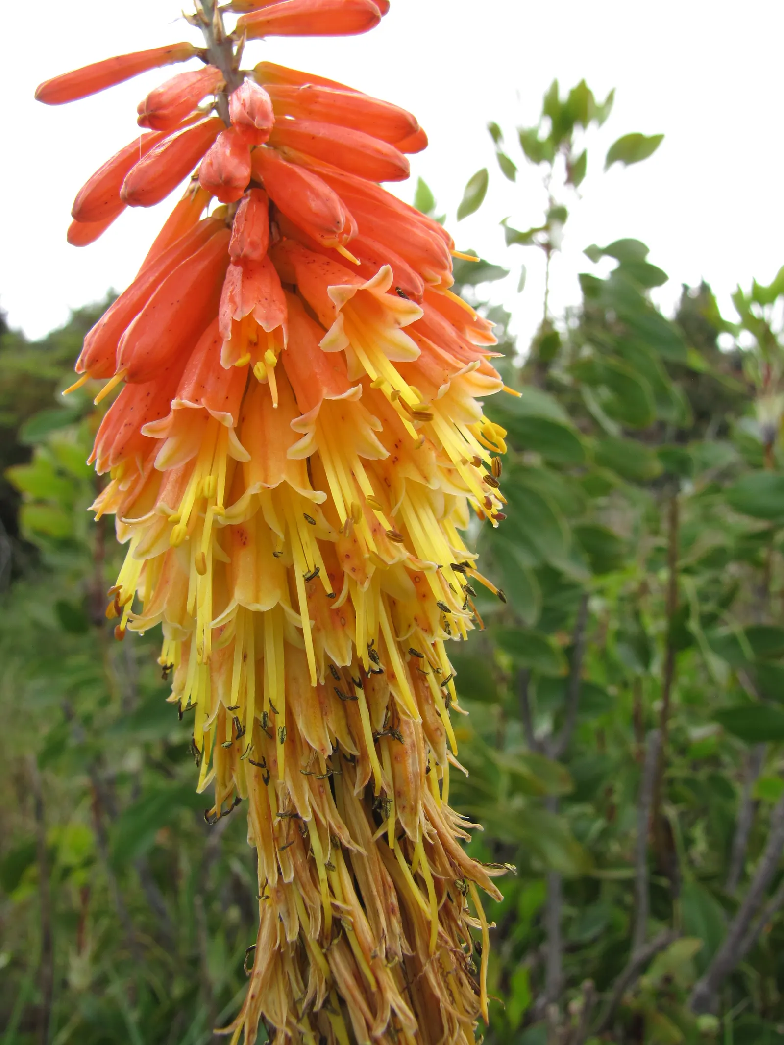 Red Hot Poker (Kniphofia Uvaria) — commonly known as the Red Hot Poker; thriving in USDA zones 5-9, this perennial prefers full sun and, image 141