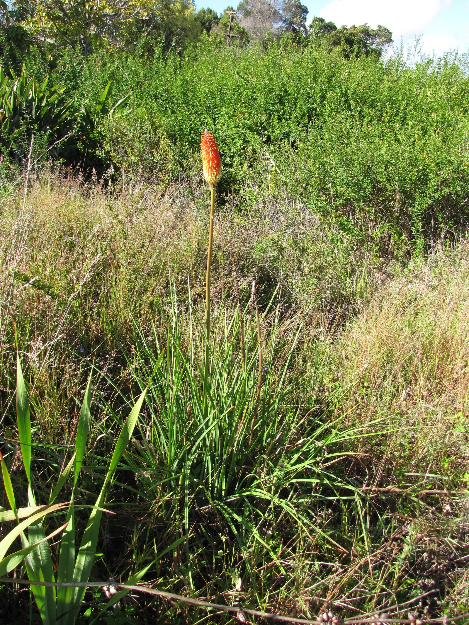 Red Hot Poker (Kniphofia Uvaria) — perennial for full or half; ensuring your garden is as wildlife-friendly as it is beautiful
