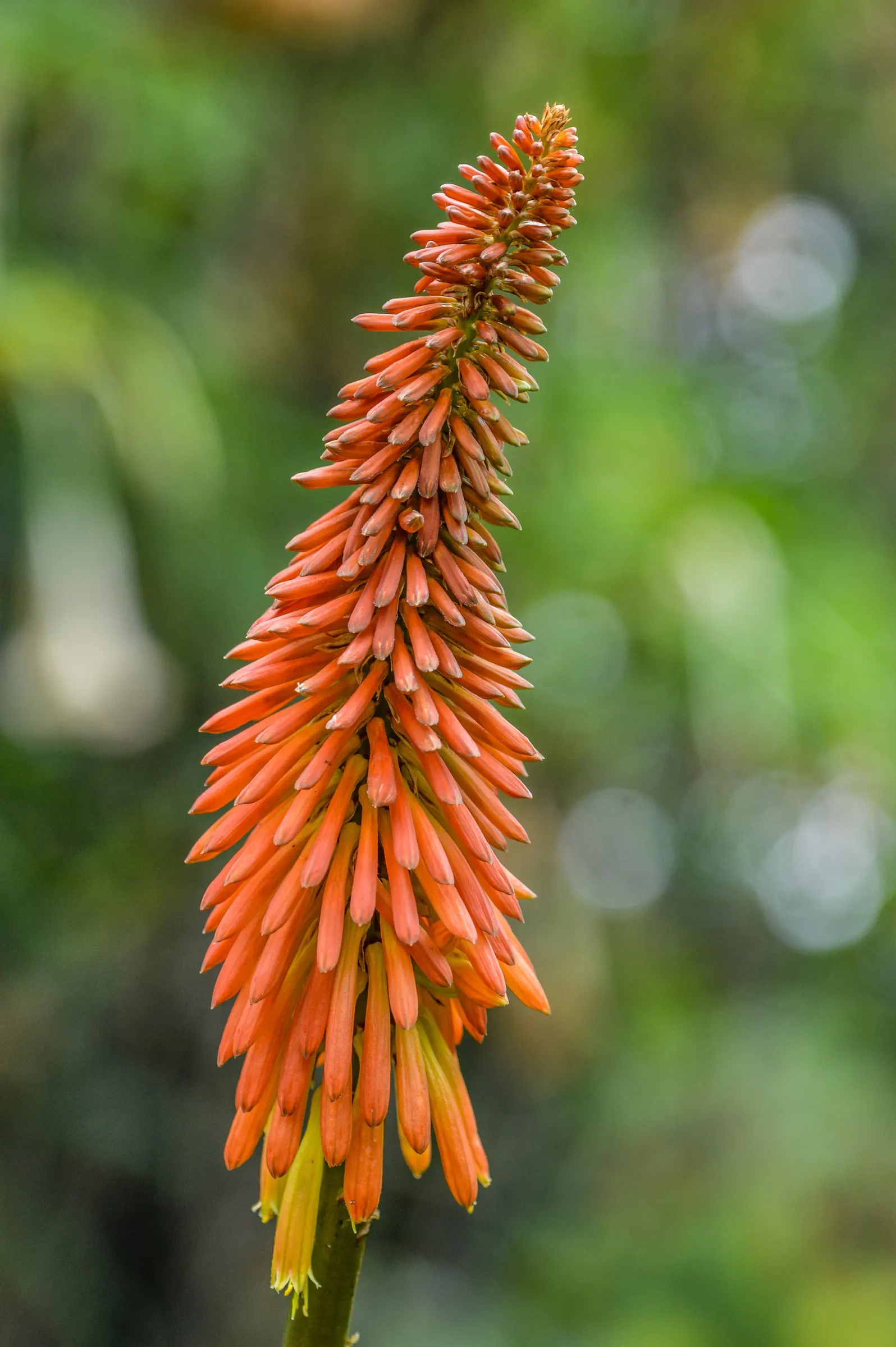Red Hot Poker (Kniphofia Uvaria) — The Red Hot Poker (Kniphofia uvaria); ensuring your garden is as wildlife-friendly as it is beautiful