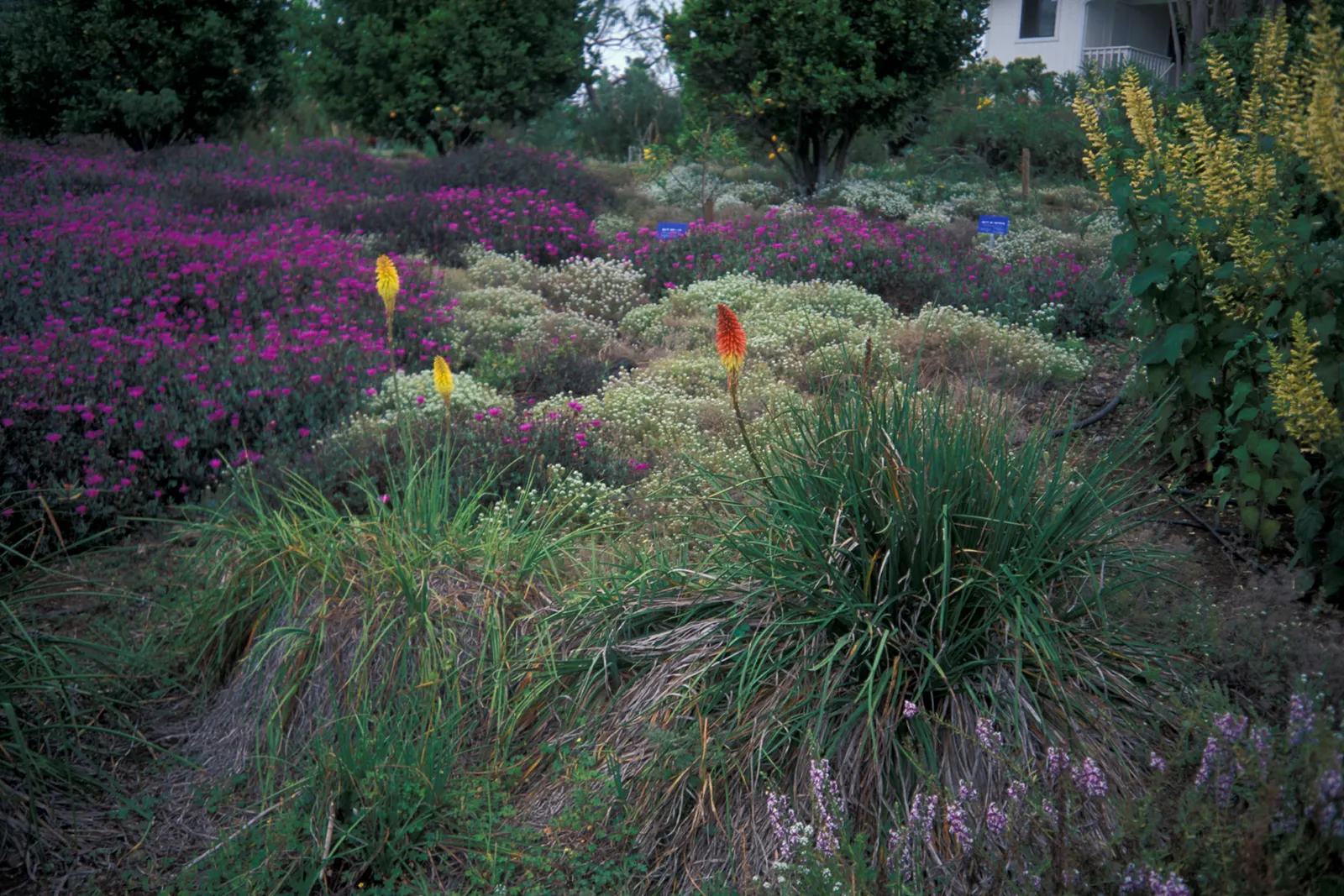 Red Hot Poker (Kniphofia Uvaria) — brings striking vertical interest to gardens with its torch-like; this South African native thrives in USDA, image 86