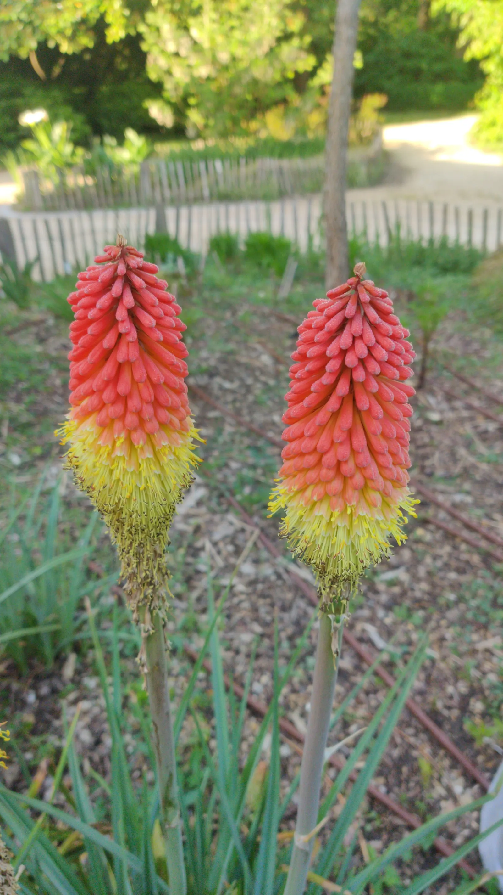 Red Hot Poker (Kniphofia Uvaria) — attracting hummingbirds and beneficial pollinators while being deer resistant; the blooming season extends from late spring