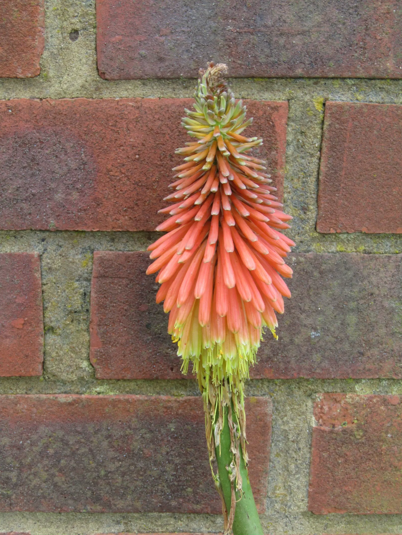 Red Hot Poker (Kniphofia Uvaria) — providing a long-lasting display of color throughout the warmer months.<br><br>For optimal growth; the blooming, image 159
