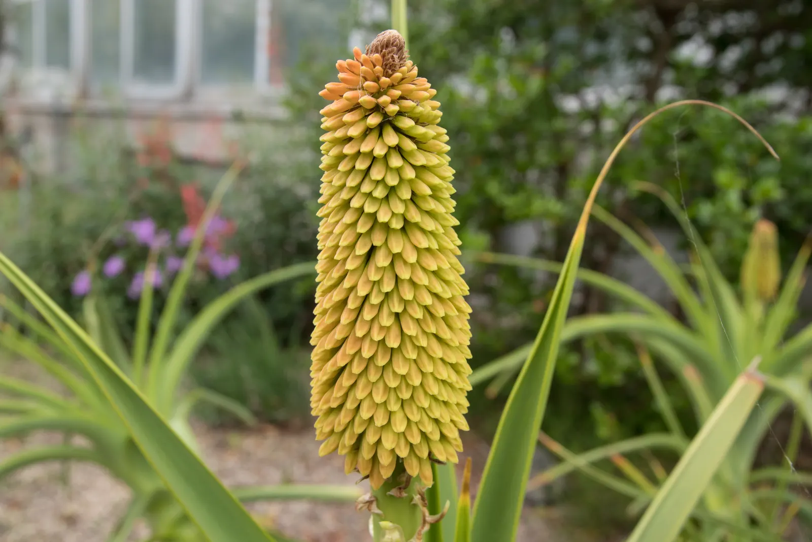 Red Hot Poker (Kniphofia Uvaria) — The blooming season extends from late spring to early fall; this South African native thrives in USDA Hardiness Zones 5