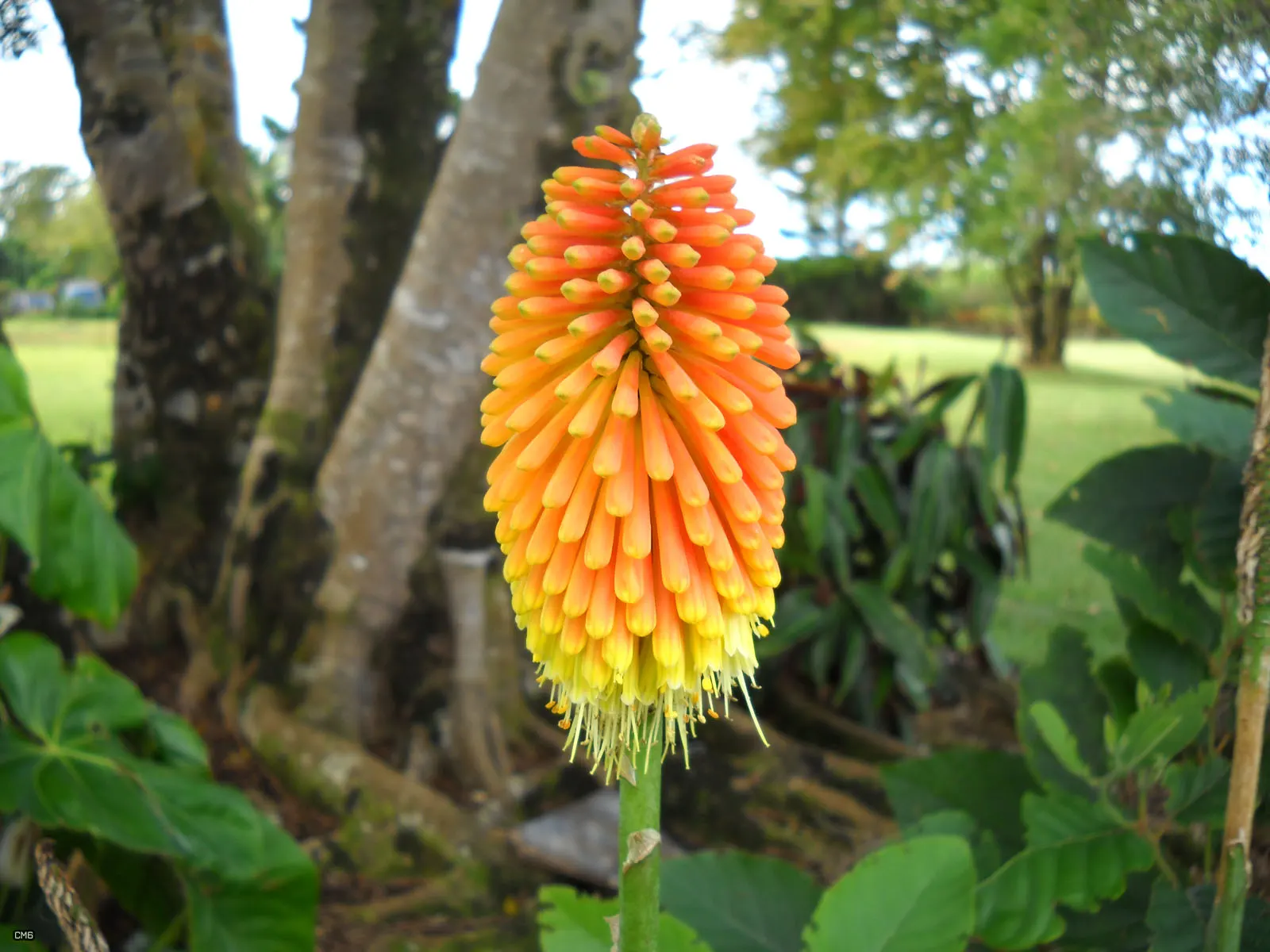 Red Hot Poker (Kniphofia Uvaria) — attracting hummingbirds and beneficial pollinators while being deer resistant; the blooming season extends from, image 147