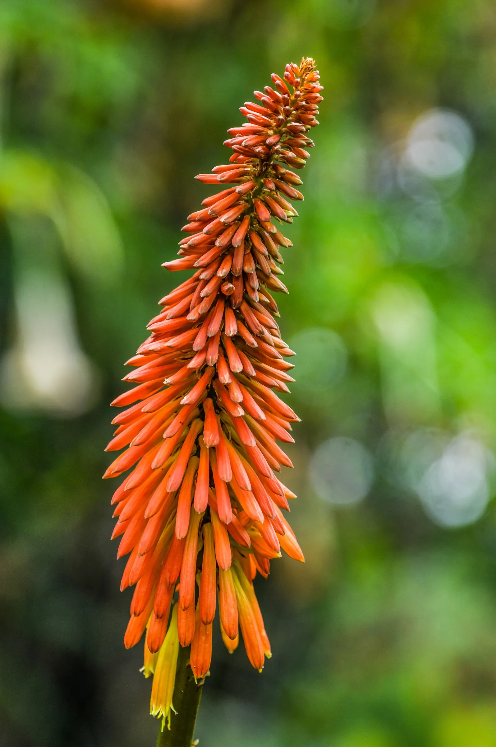 Red Hot Poker (Kniphofia Uvaria) — a striking perennial that adds a flair of the exotic to any garden; thriving in USDA zones 5-9, this perennial prefers full