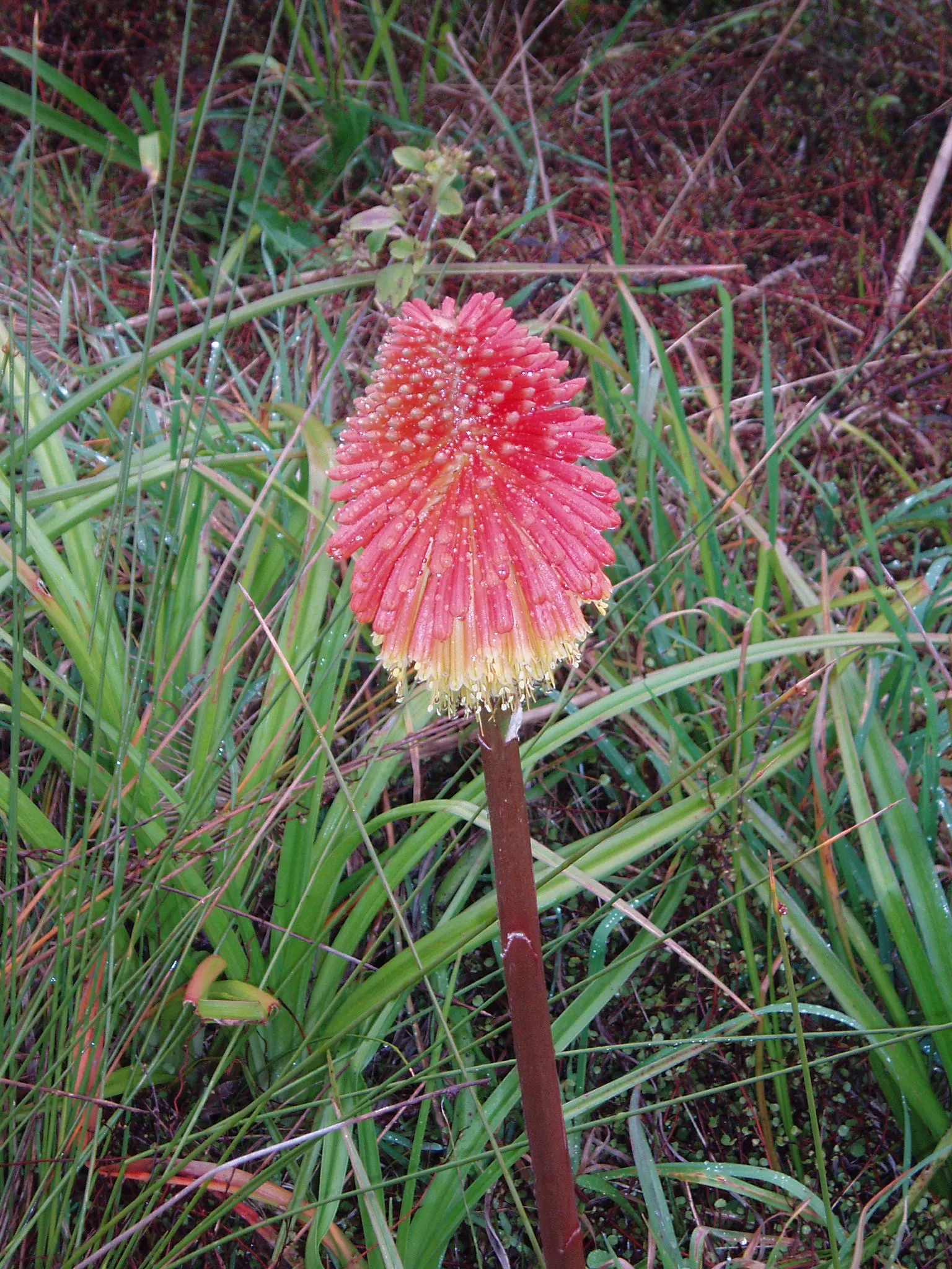 Red Hot Poker (Kniphofia Uvaria) — The Red Hot Poker (Kniphofia uvaria); ensuring your garden is as wildlife-friendly as it is beautiful, image 148