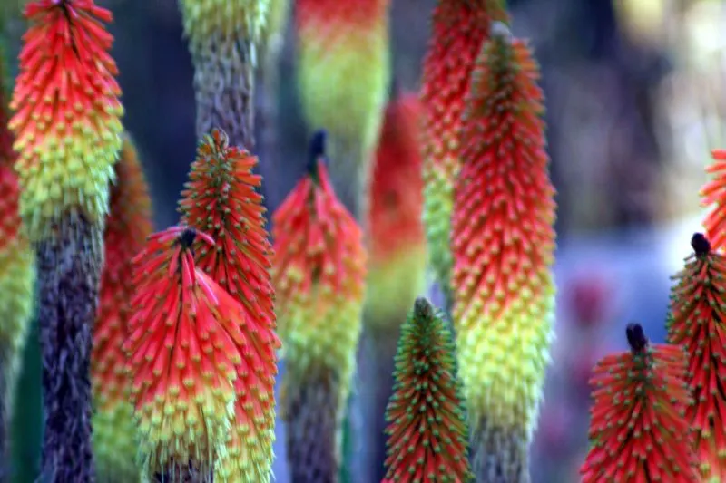 Red Hot Poker (Kniphofia Uvaria) — Often referred to as torch lilies; this South African native thrives in USDA Hardiness Zones 5 through 9
