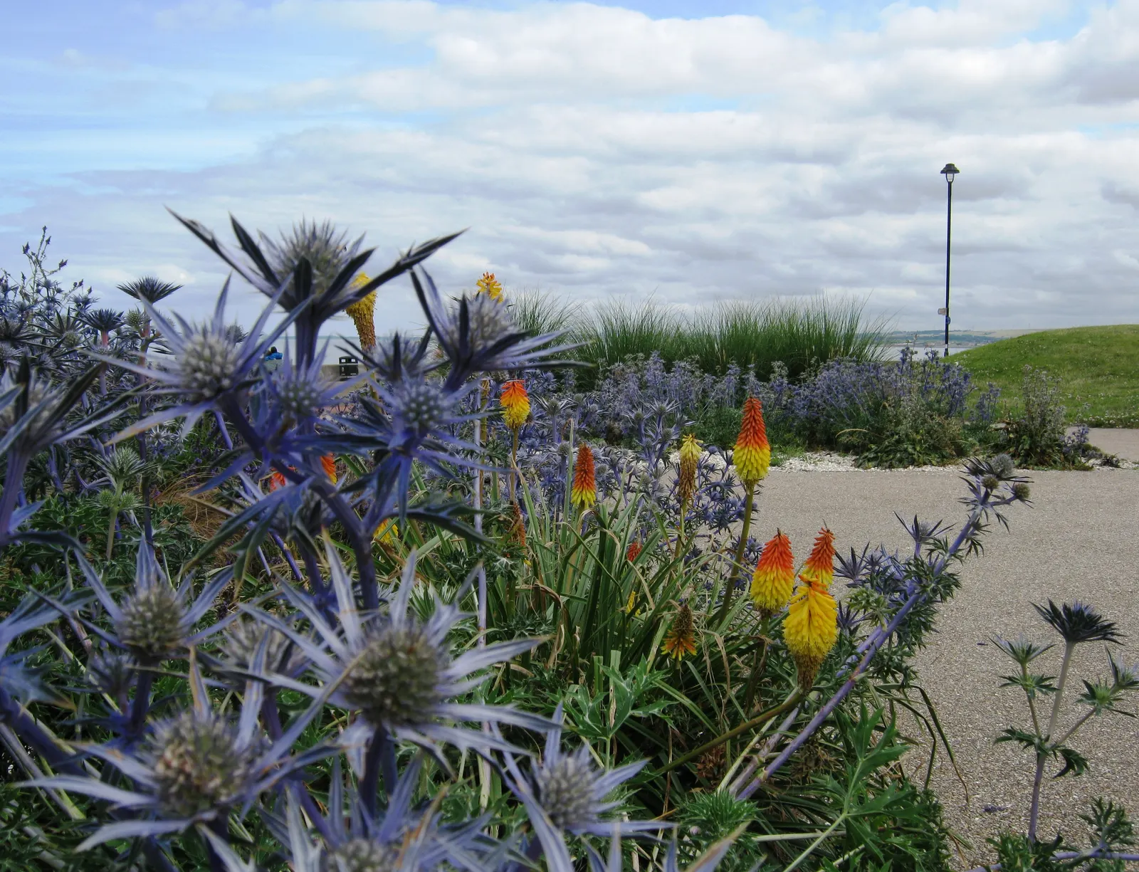 Red Hot Poker (Kniphofia Uvaria) — Thriving in USDA zones 5-9, this perennial prefers full sun and well-drained soil; ensuring your garden is as, image 144
