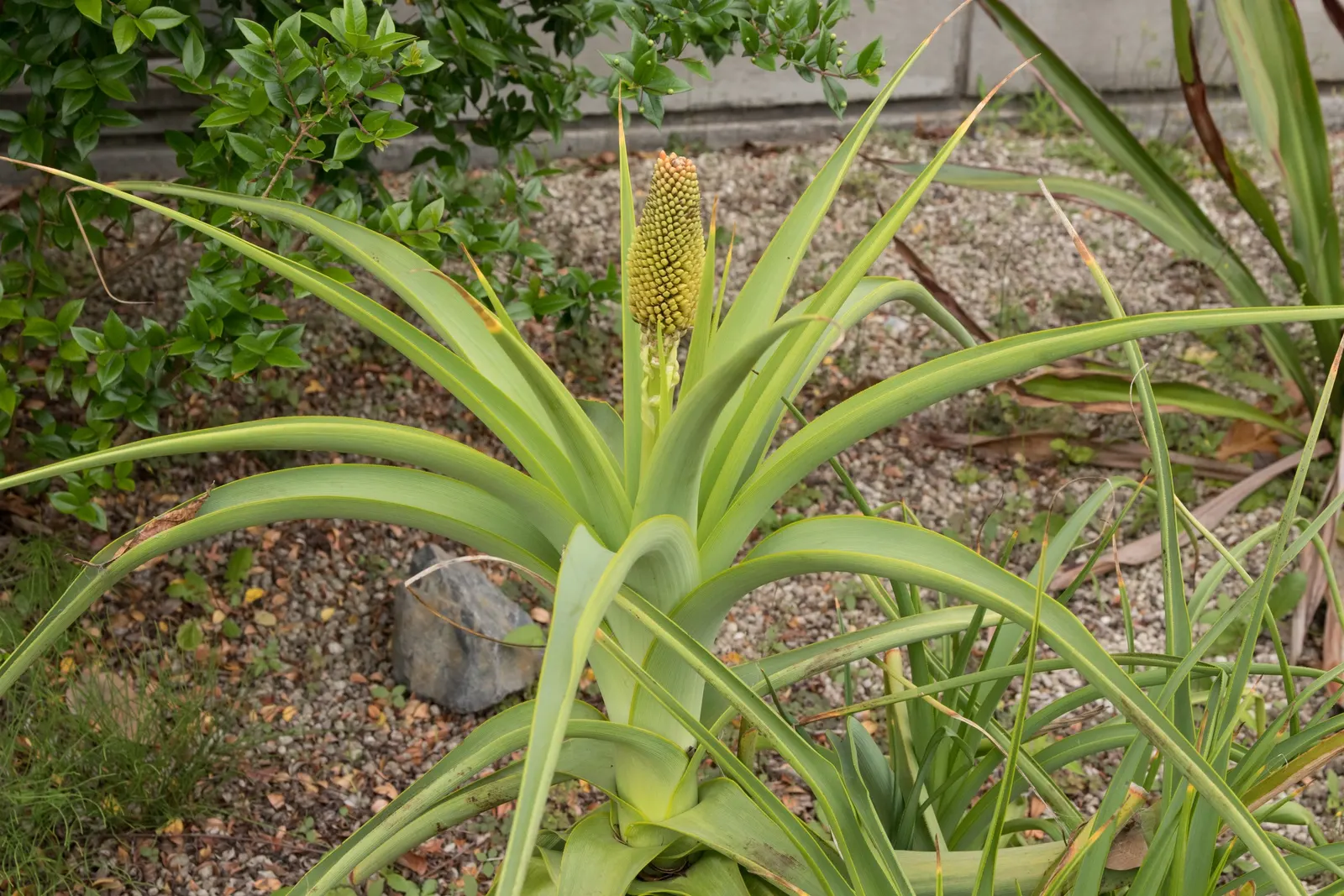 Red Hot Poker (Kniphofia Uvaria) — A mature plant can spread about 1.5 to 2 feet, necessitating adequate spacing in landscape design; thriving in USDA zones