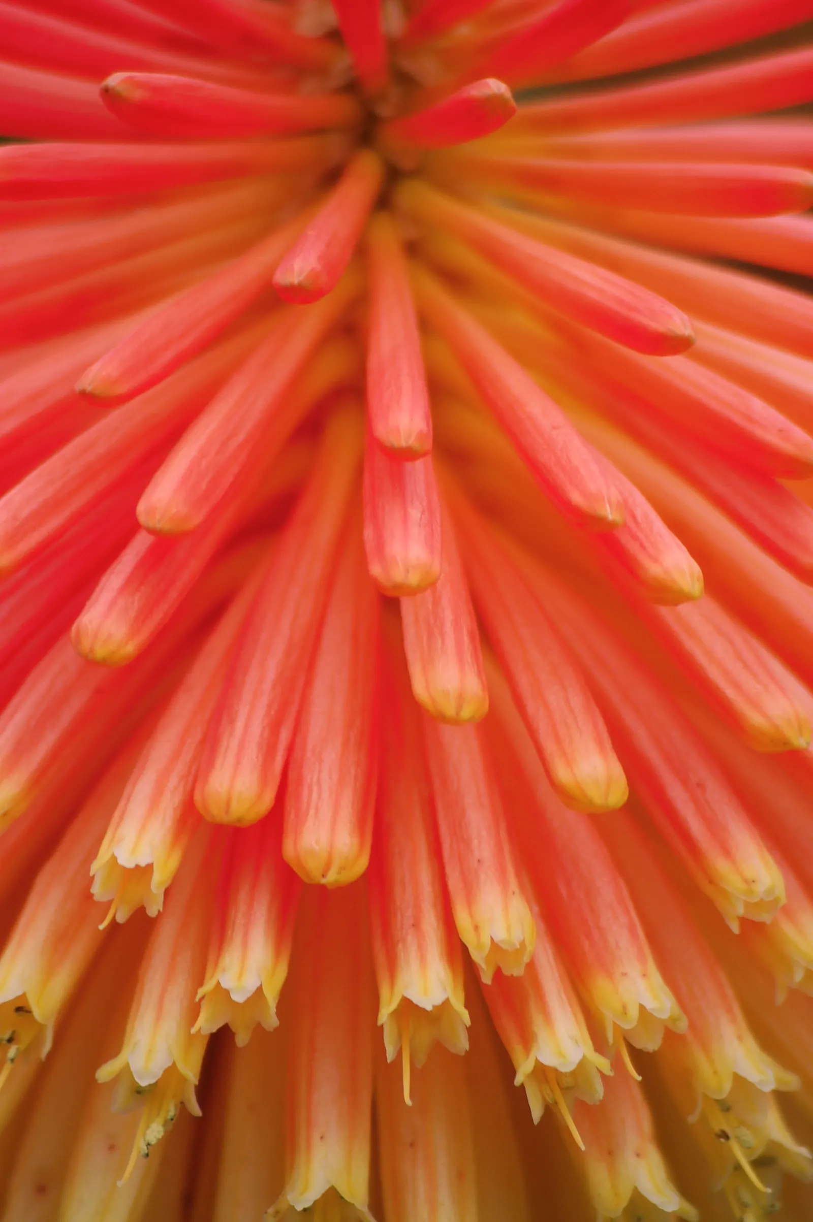 Red Hot Poker (Kniphofia Uvaria) — grass-like leaves are predominantly evergreen and can span up to 3 feet in length and 1 inch in width; the blooming season