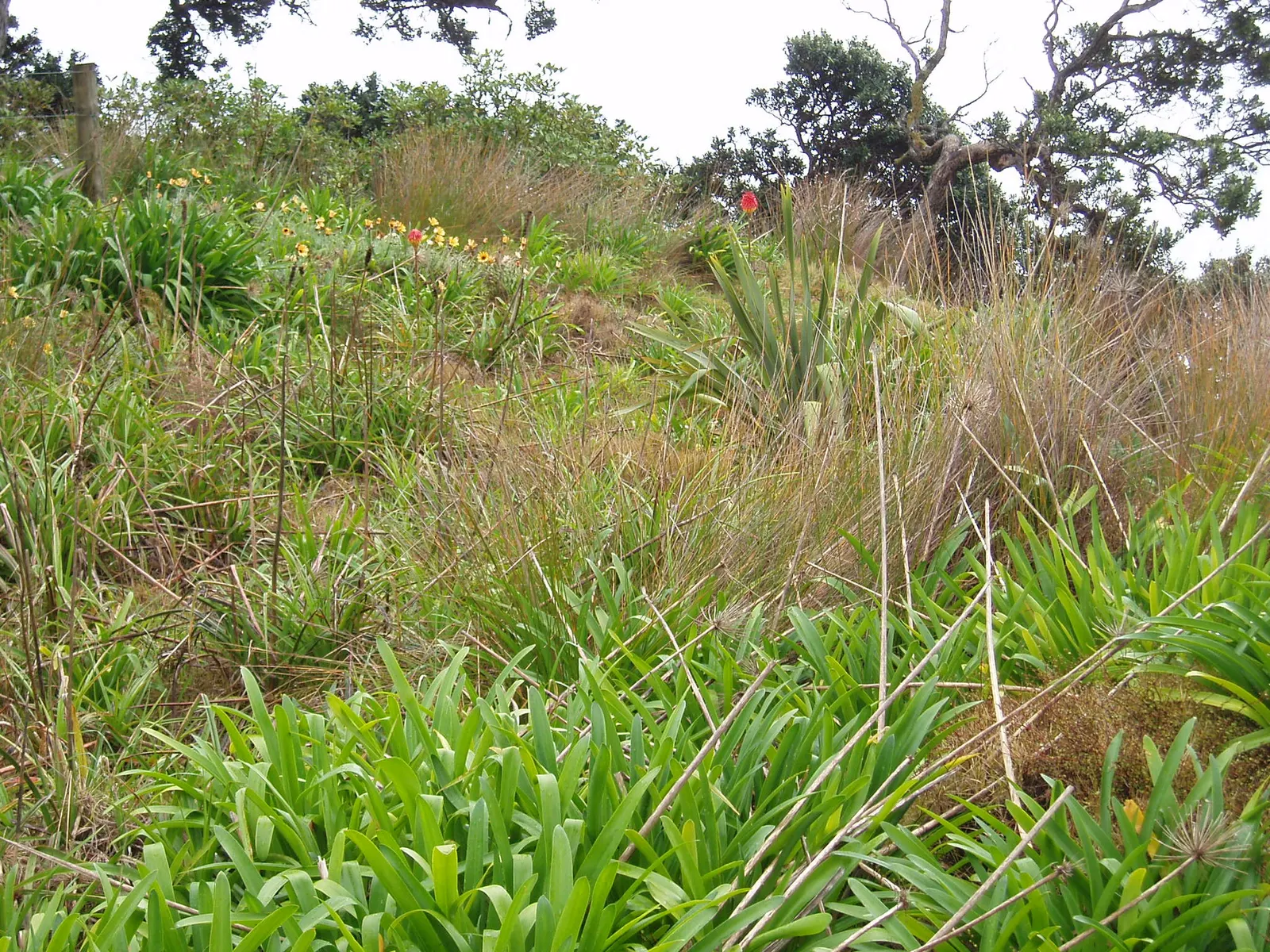 Red Hot Poker (Kniphofia Uvaria) — Flowering occurs from late spring to early fall; this South African native thrives in USDA Hardiness Zones 5, image 90
