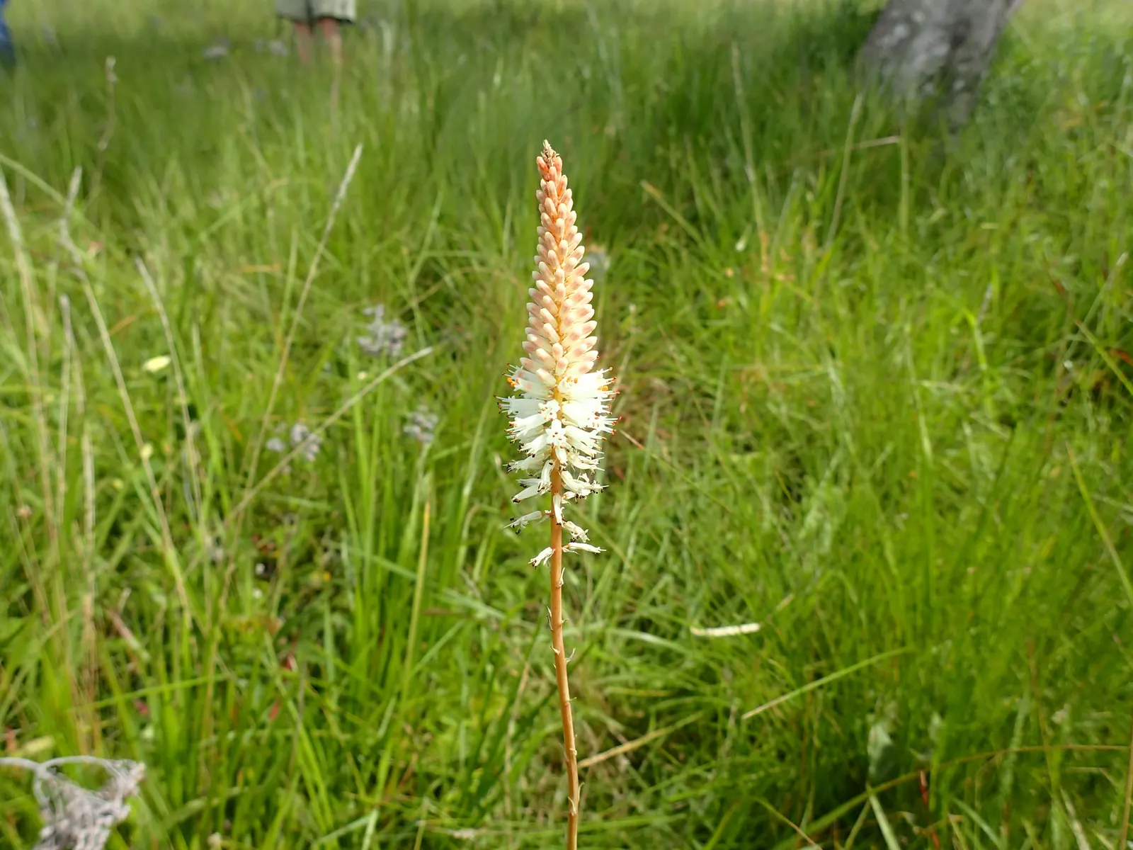 Red Hot Poker (Kniphofia Uvaria) — commonly known as the Red Hot Poker; thriving in USDA zones 5-9, this perennial prefers full sun and, image 85