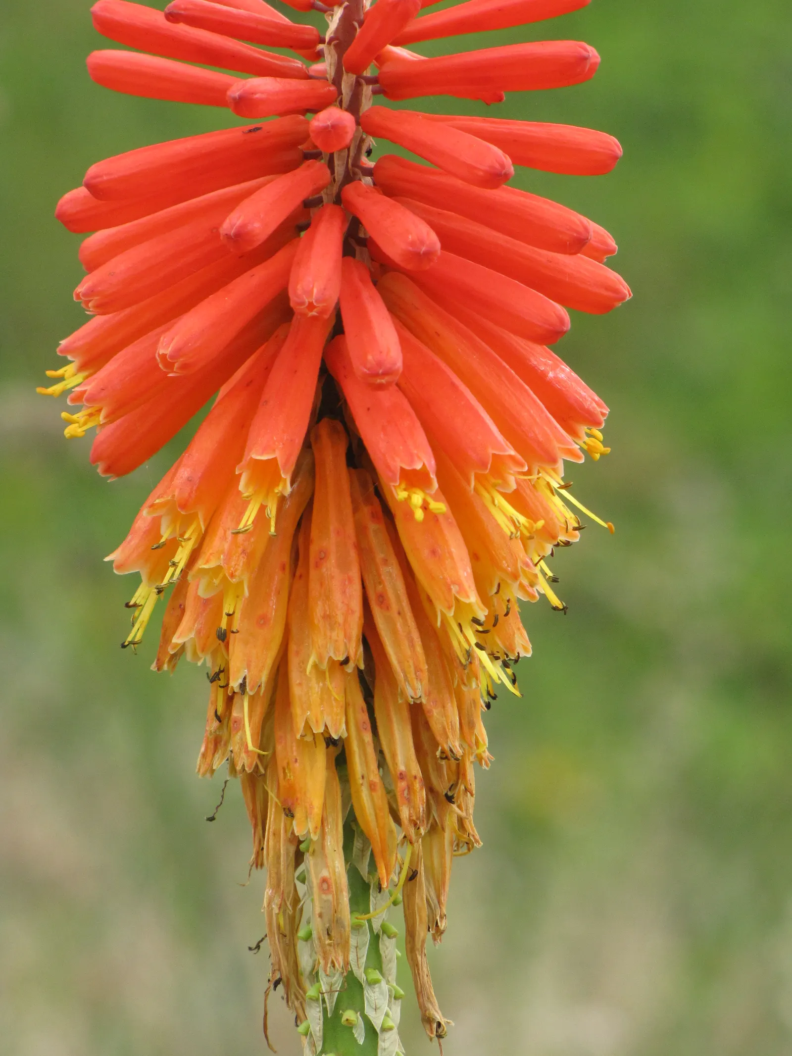Red Hot Poker (Kniphofia Uvaria) — ensuring your garden is as wildlife-friendly as it is beautiful; thriving in USDA zones 5-9, this perennial prefers full sun