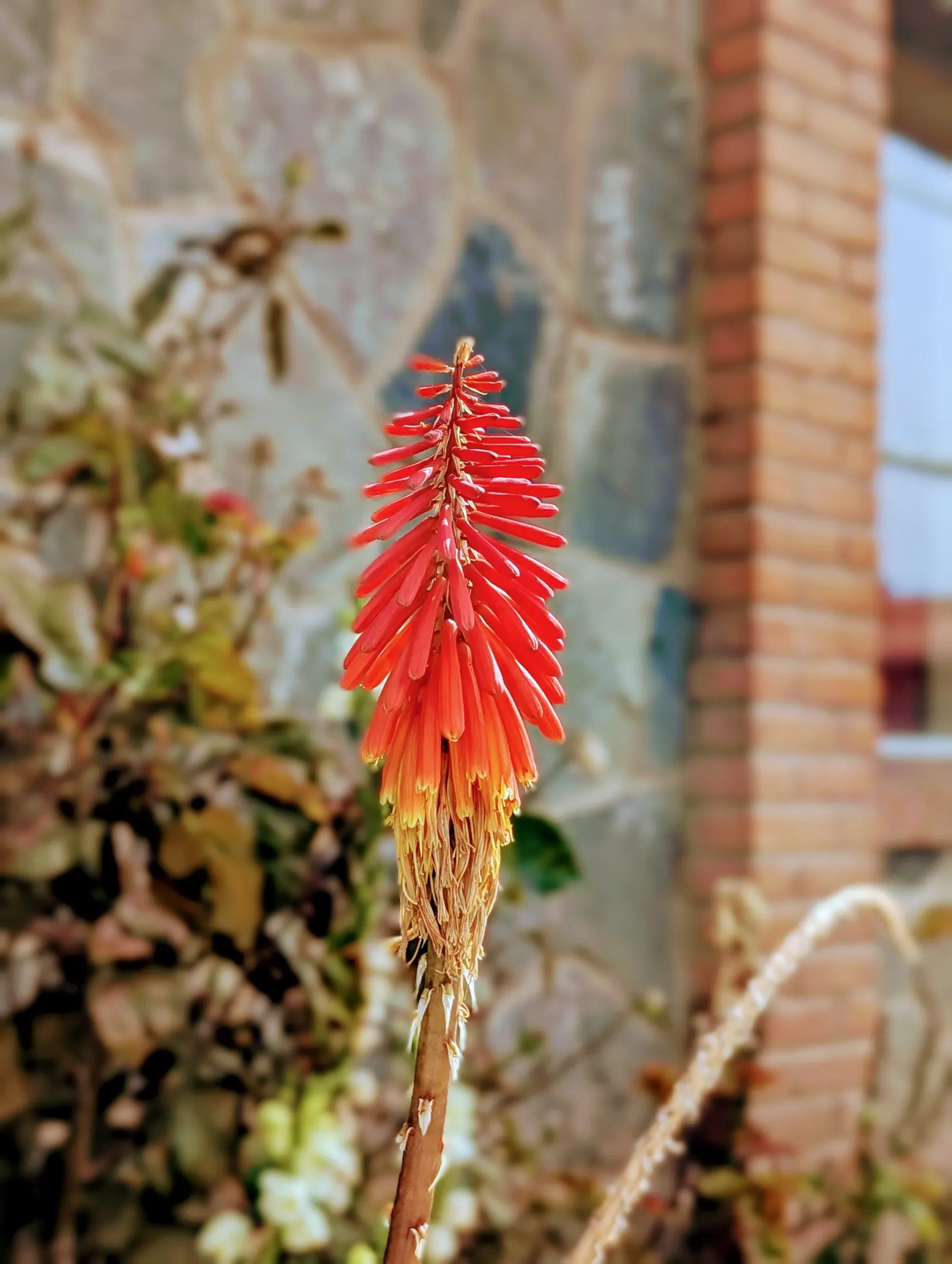 Red Hot Poker (Kniphofia Uvaria) — It reaches 2 to 3 feet in height and spreads 1 to 2 feet; thriving in USDA zones 5-9, this perennial prefers, image 145