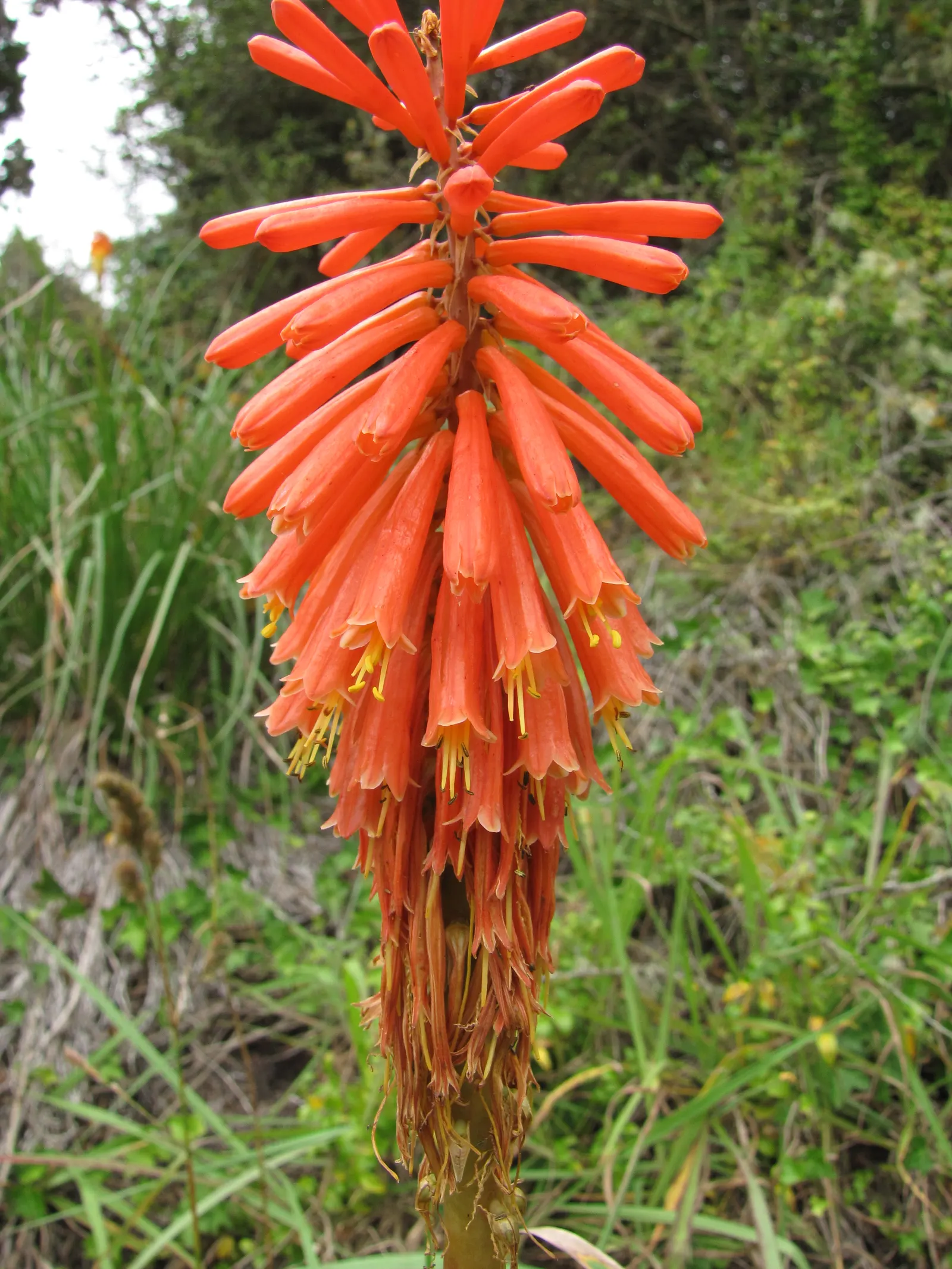 Red Hot Poker (Kniphofia Uvaria) — brings striking vertical interest to gardens with its torch-like; this South African native thrives in USDA, image 142
