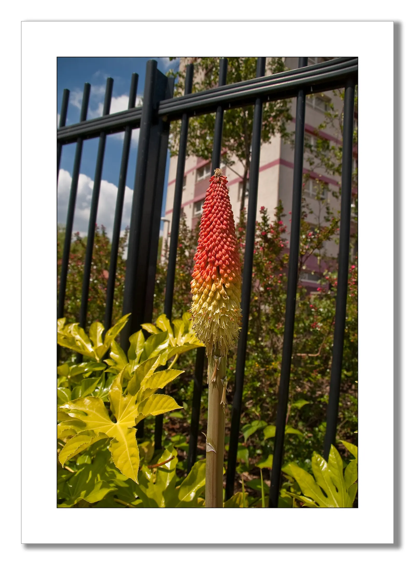 Red Hot Poker (Kniphofia Uvaria) — indicating a robustness for various climates.<br><br>Standing tall; ensuring your garden is as wildlife-friendly as it is