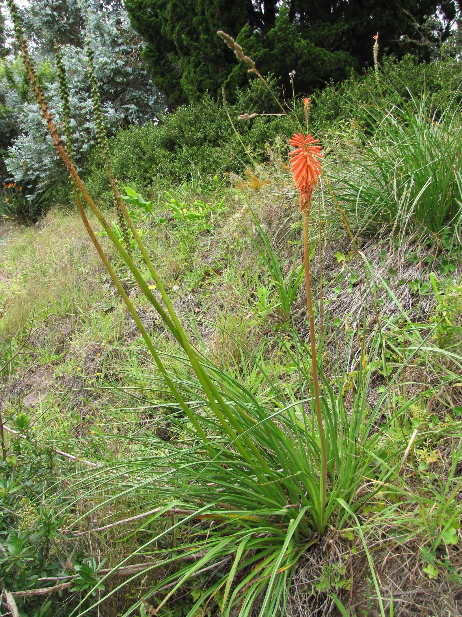 Red Hot Poker (Kniphofia Uvaria) — grass-like leaves are predominantly evergreen and can span up to 3 feet in length and 1 inch in width; the, image 99