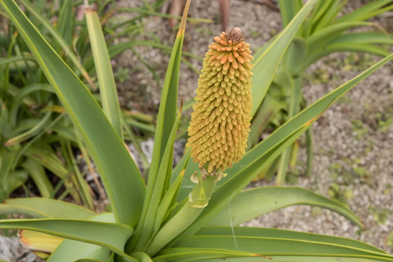 Red Hot Poker (Kniphofia Uvaria) — providing a long-lasting display of color throughout the warmer months.<br><br>For optimal growth; the blooming season