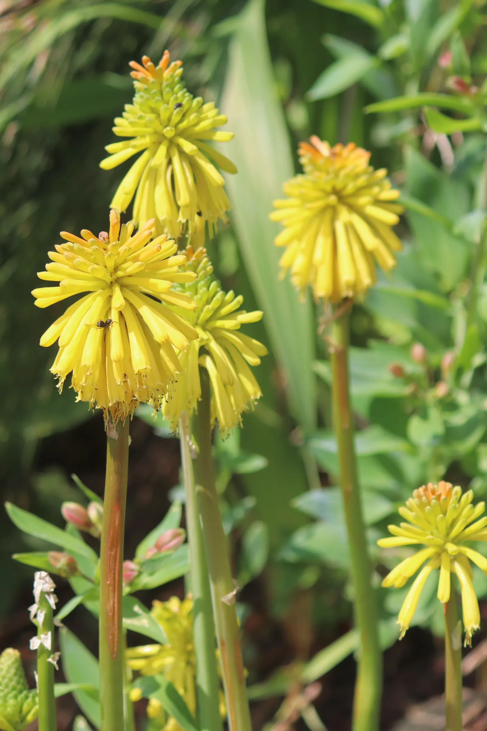 Red Hot Poker (Kniphofia Uvaria) — with flower spikes that can extend an additional 1 to 2 feet above the foliage; this South African native, image 98