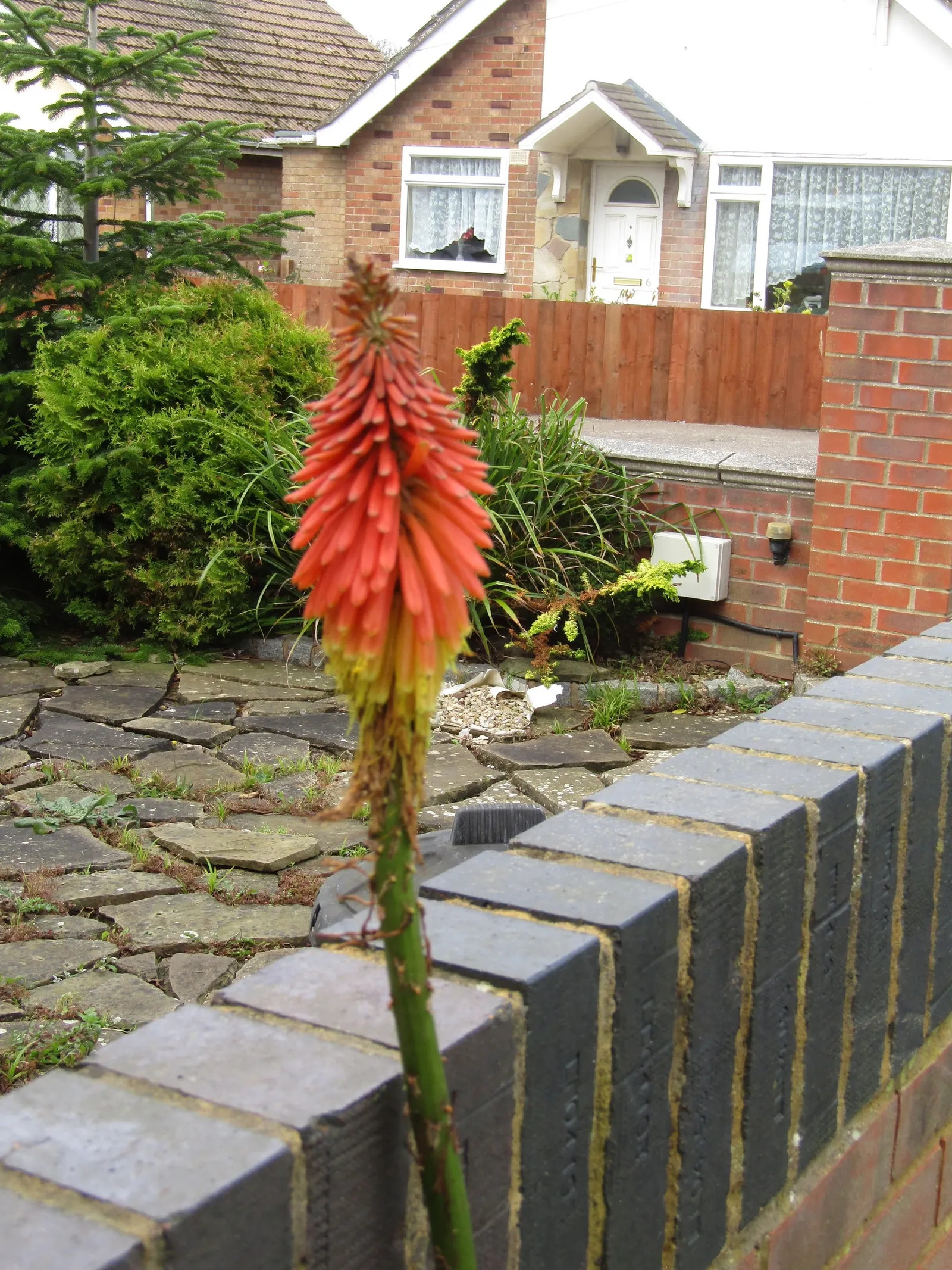Red Hot Poker (Kniphofia Uvaria) — A mature plant can spread about 1.5 to 2 feet, necessitating adequate spacing in landscape design; thriving in, image 161