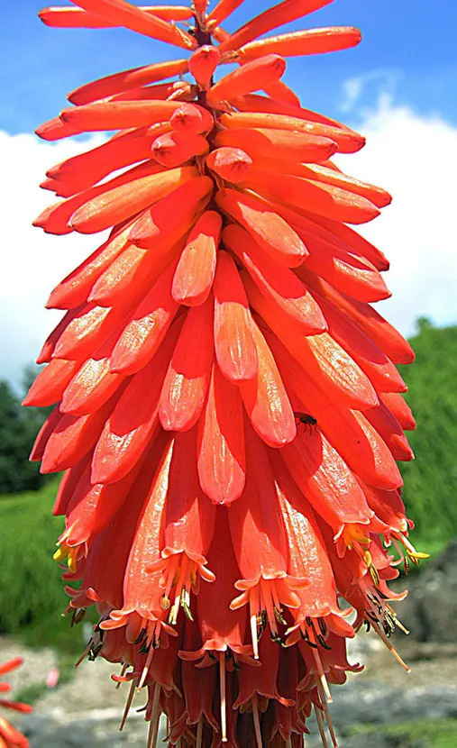 Red Hot Poker (Kniphofia Uvaria) — It reaches 2 to 3 feet in height and spreads 1 to 2 feet; thriving in USDA zones 5-9, this perennial prefers, image 89