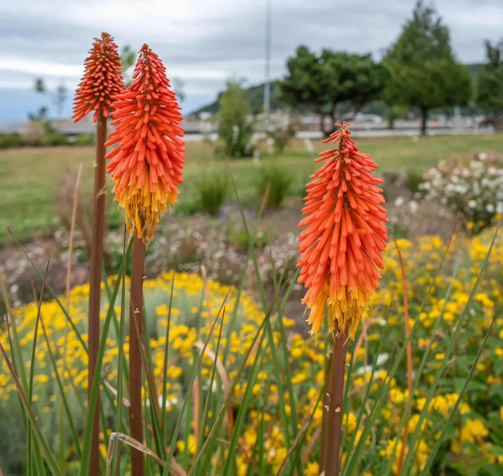 Red Hot Poker (Kniphofia Uvaria) — with flower spikes that can extend an additional 1 to 2 feet above the foliage; this South African native thrives in USDA