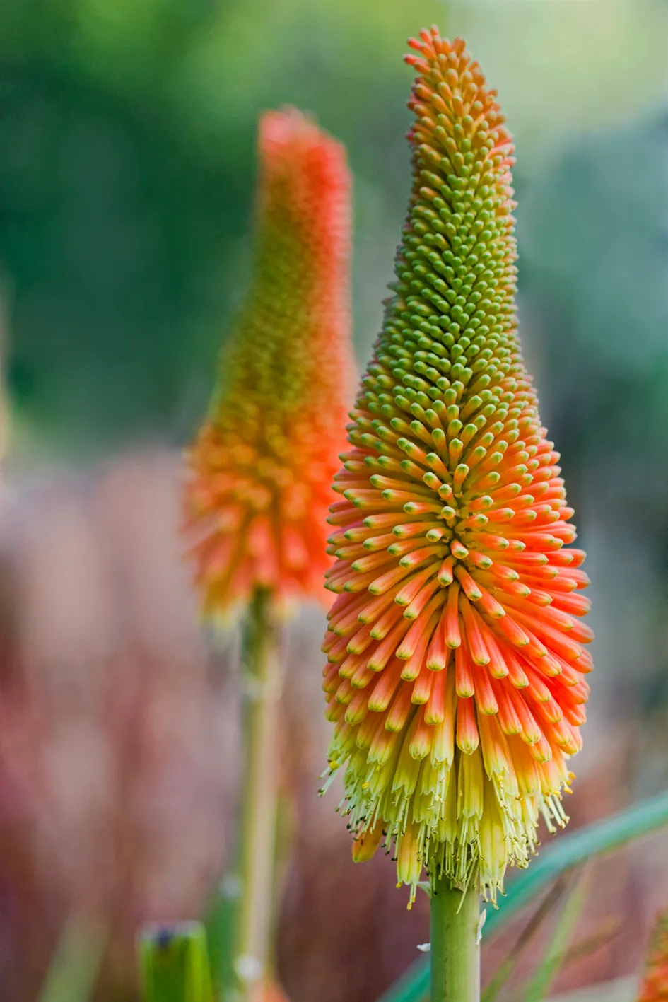 Red Hot Poker (Kniphofia Uvaria) — which transition in color from red at the tip; ensuring your garden is as wildlife-friendly as it is beautiful