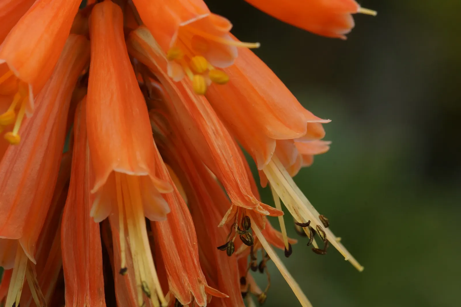 Red Hot Poker (Kniphofia Uvaria) — and then to a creamy yellow towards the base - a gradation reminiscent of a flickering flame; thriving in USDA zones 5-9