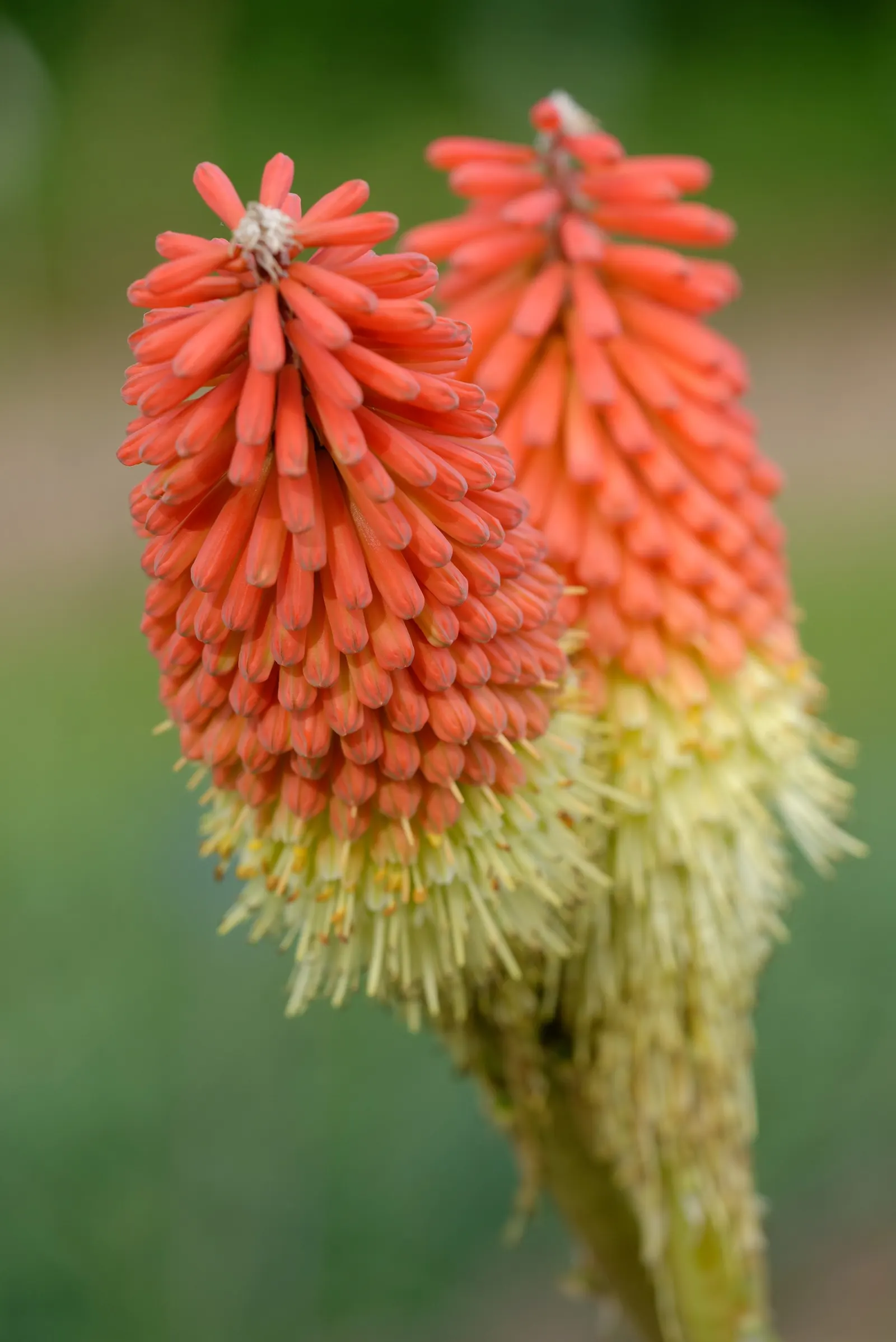 Red Hot Poker (Kniphofia Uvaria) — a striking perennial that adds a flair of the exotic to any garden; thriving in USDA zones 5-9, this perennial, image 93