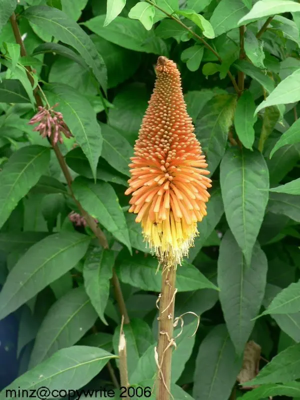 Red Hot Poker (Kniphofia Uvaria) — Thriving in USDA zones 5-9, this perennial prefers full sun and well-drained soil; ensuring your garden is as