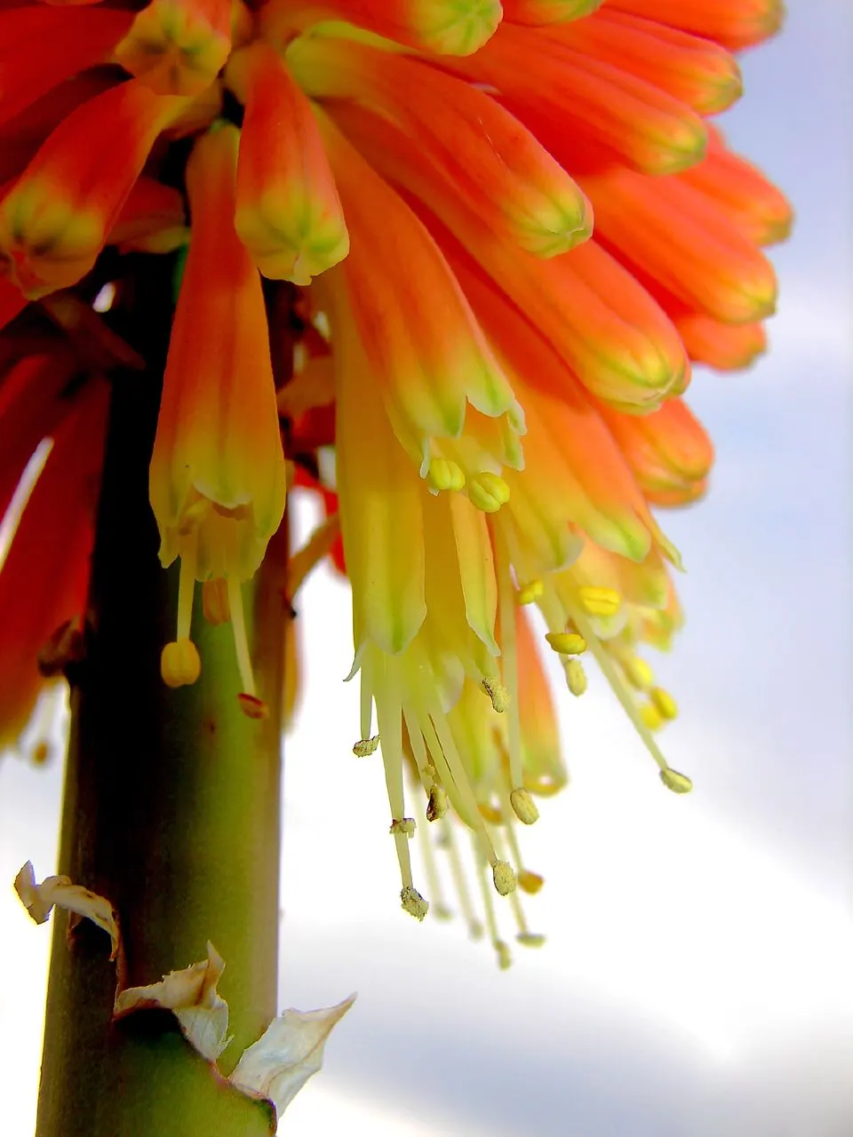 Red Hot Poker (Kniphofia Uvaria) — Flowering occurs from late spring to early fall; this South African native thrives in USDA Hardiness Zones 5 through 9