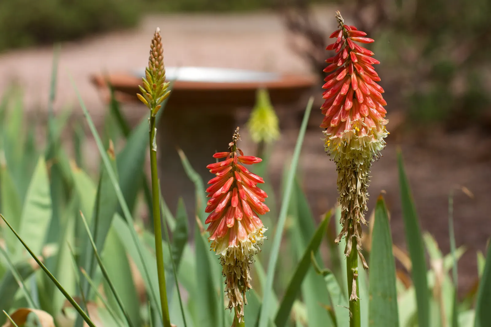 Red Hot Poker (Kniphofia Uvaria) — commonly known as the Red Hot Poker; thriving in USDA zones 5-9, this perennial prefers full sun and, image 57