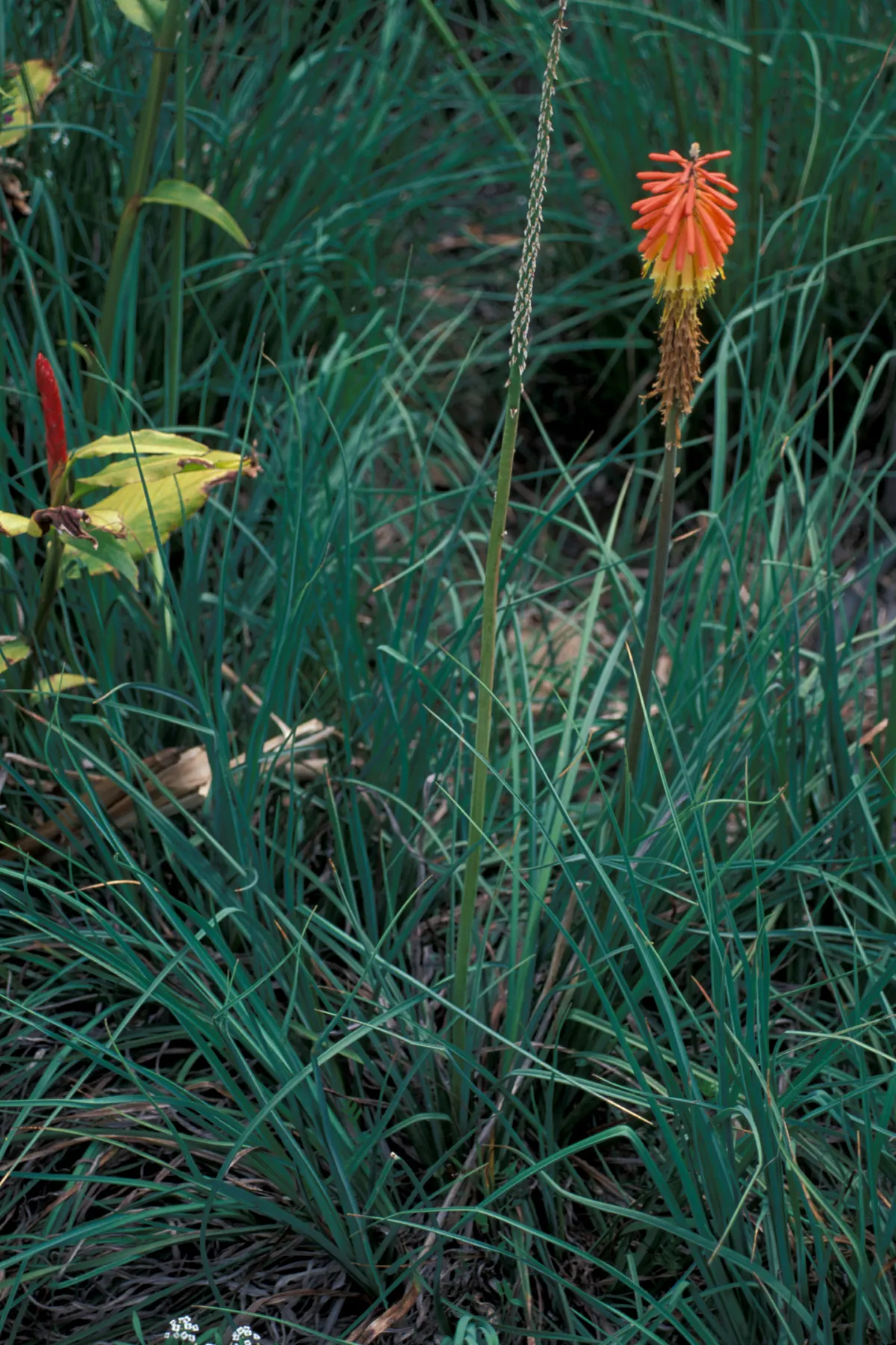 Red Hot Poker (Kniphofia Uvaria) — orange flowers in the garden; this South African native thrives in USDA Hardiness Zones 5 through 9