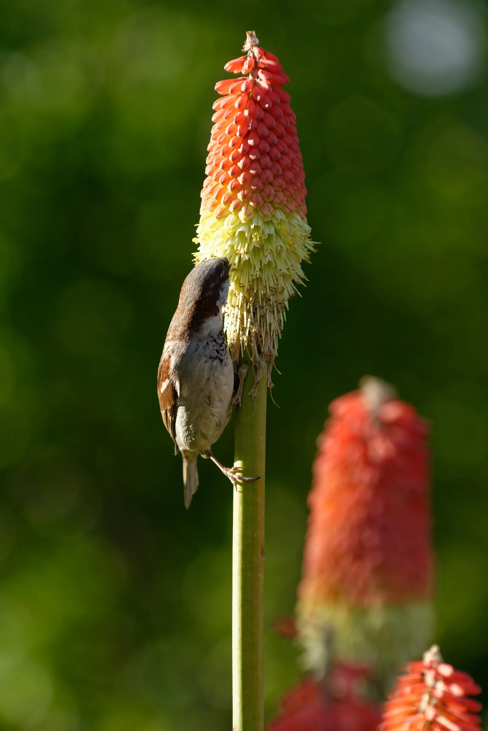 Red Hot Poker (Kniphofia Uvaria) — The Red Hot Poker (Kniphofia uvaria); ensuring your garden is as wildlife-friendly as it is beautiful, image 92