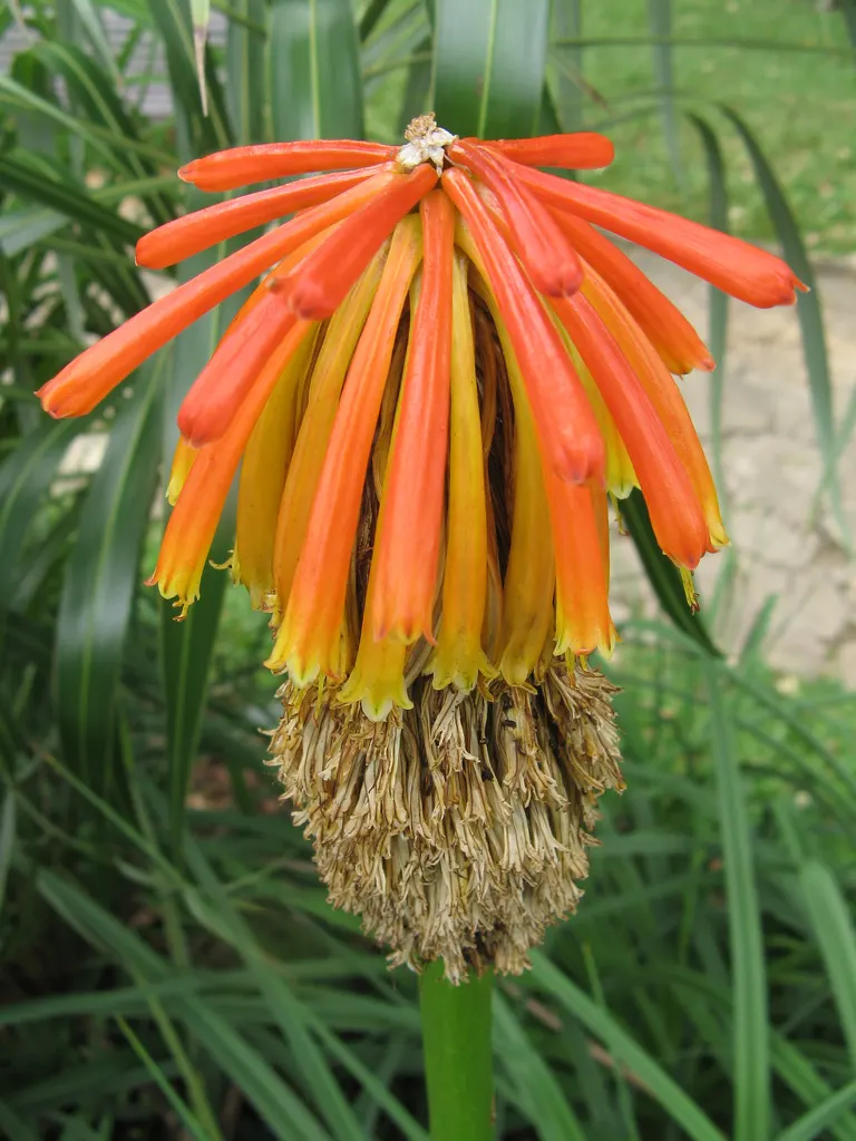 Red Hot Poker (Kniphofia Uvaria) — A mature plant can spread about 1.5 to 2 feet, necessitating adequate spacing in landscape design