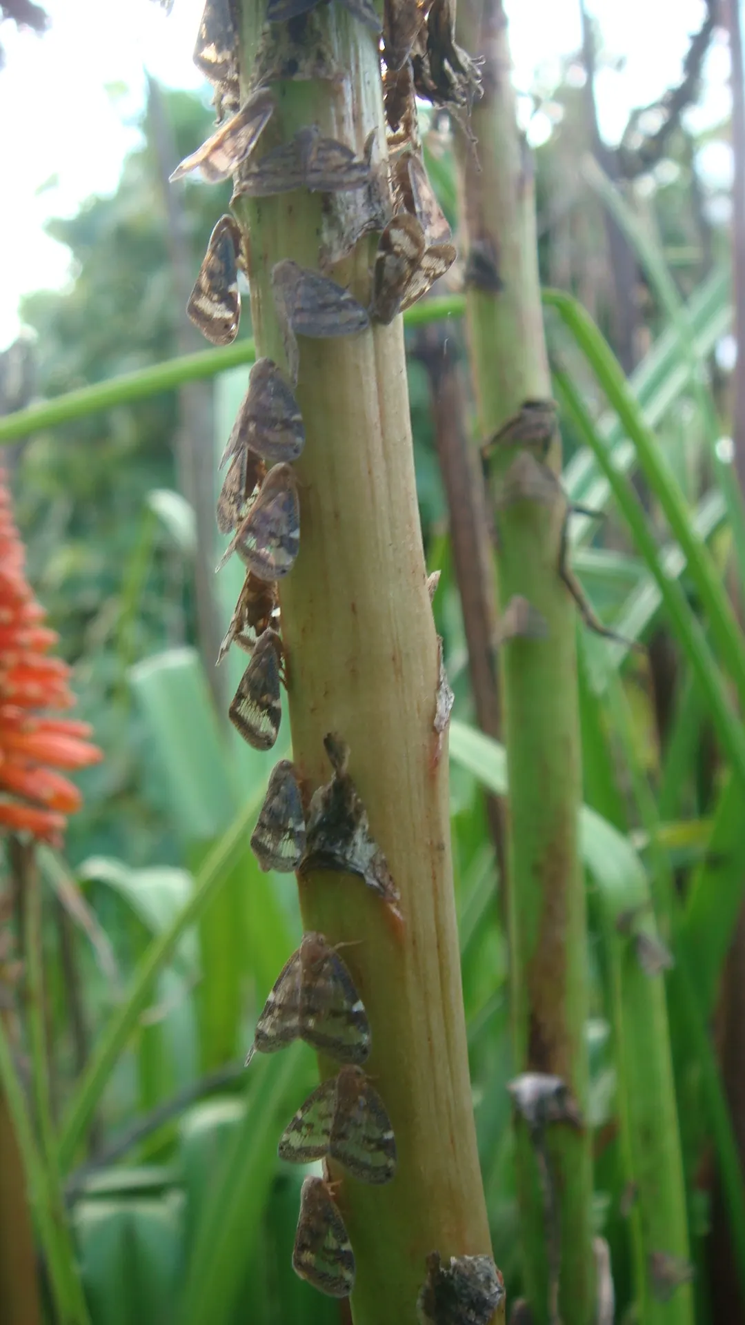 Red Hot Poker (Kniphofia Uvaria) — which transition in color from red at the tip