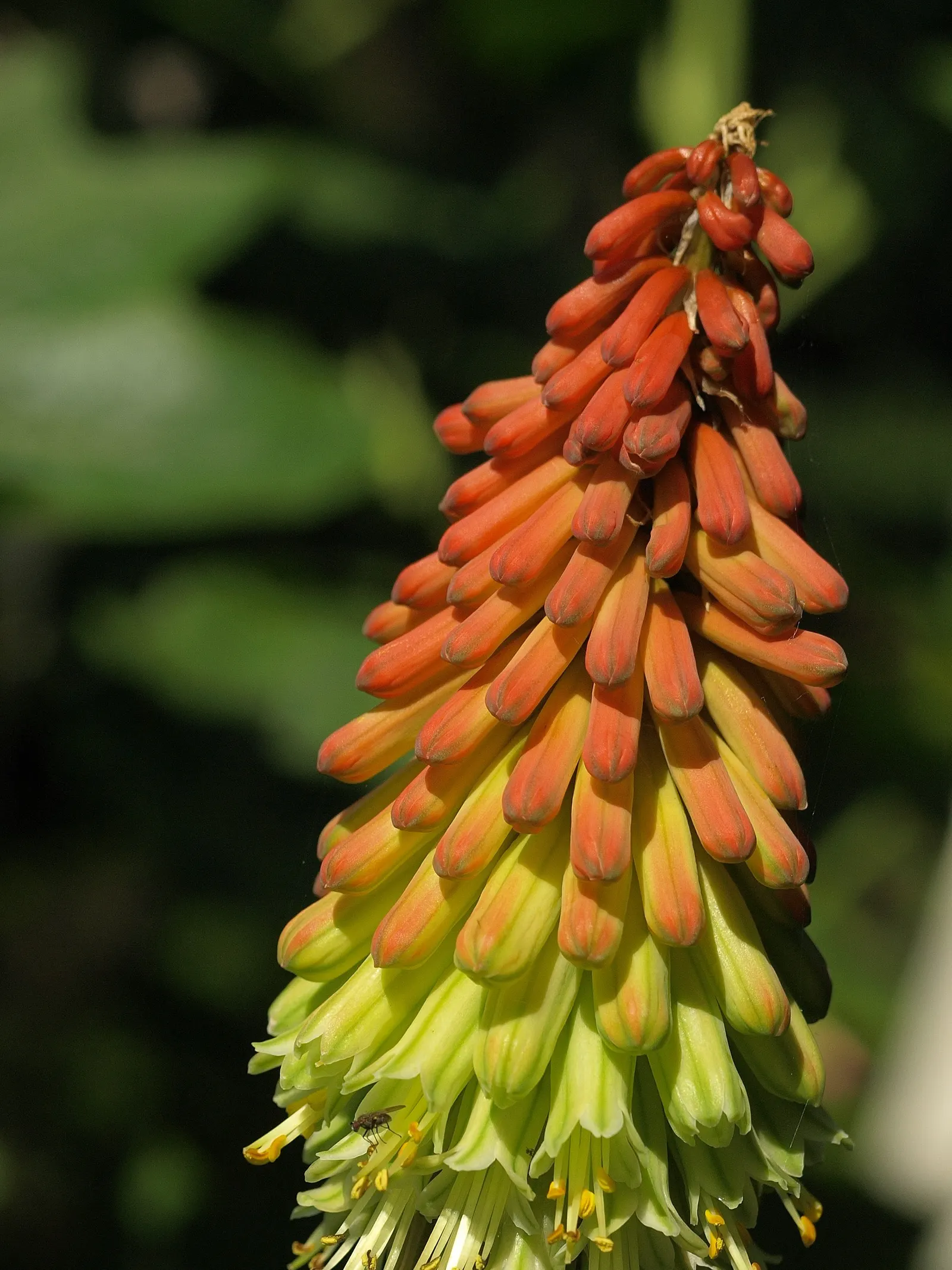 Red Hot Poker (Kniphofia Uvaria) — grass-like leaves are predominantly evergreen and can span up to 3 feet in length and 1 inch in width