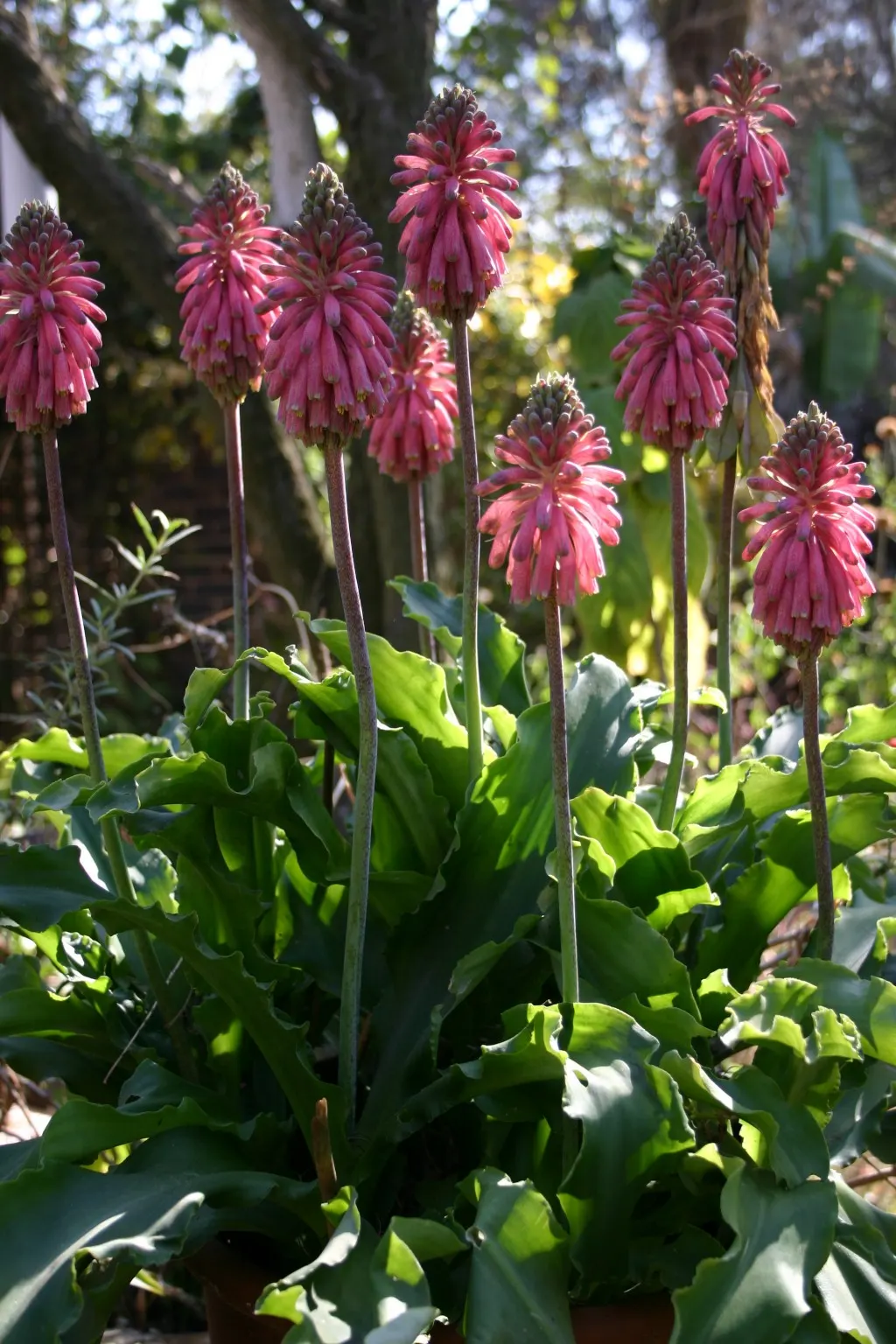 Red Hot Poker (Kniphofia Uvaria) — vibrant red to orange flower spikes; the blooming season extends from late spring to early fall