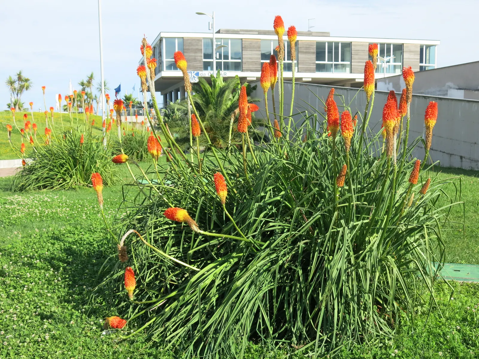 Red Hot Poker (Kniphofia Uvaria) — Red Hot Pokers typically reach 2 to 3 feet in height