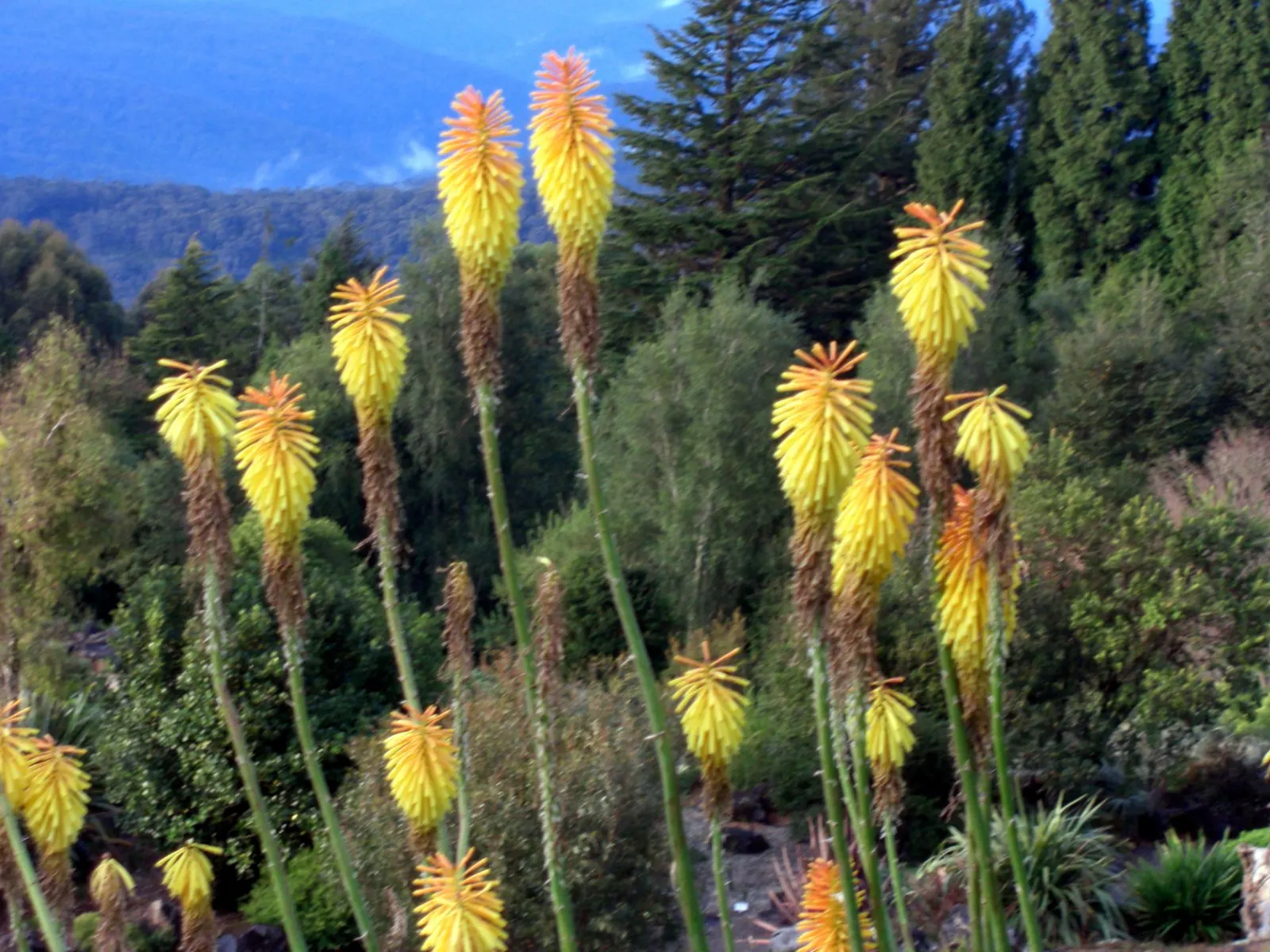 Red Hot Poker (Kniphofia Uvaria) — orange flowers in the garden