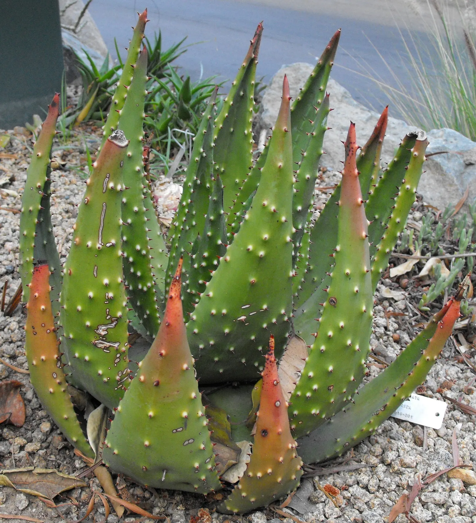 Red Hot Poker (Kniphofia Uvaria) — making them an ideal candidate for xeriscaping or gardens with water conservation in mind