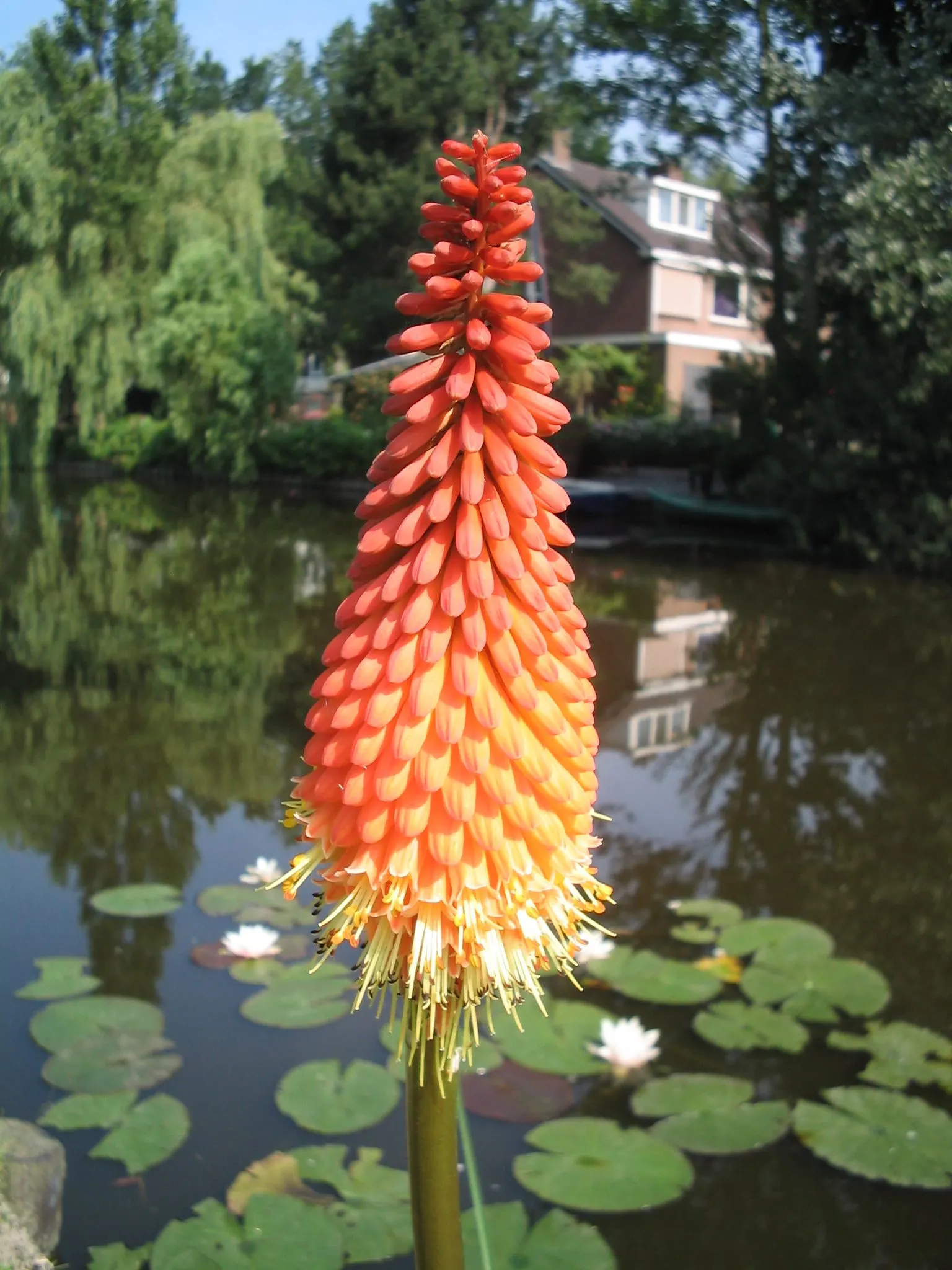 Red Hot Poker (Kniphofia Uvaria) — The blooming season extends from late spring to early fall