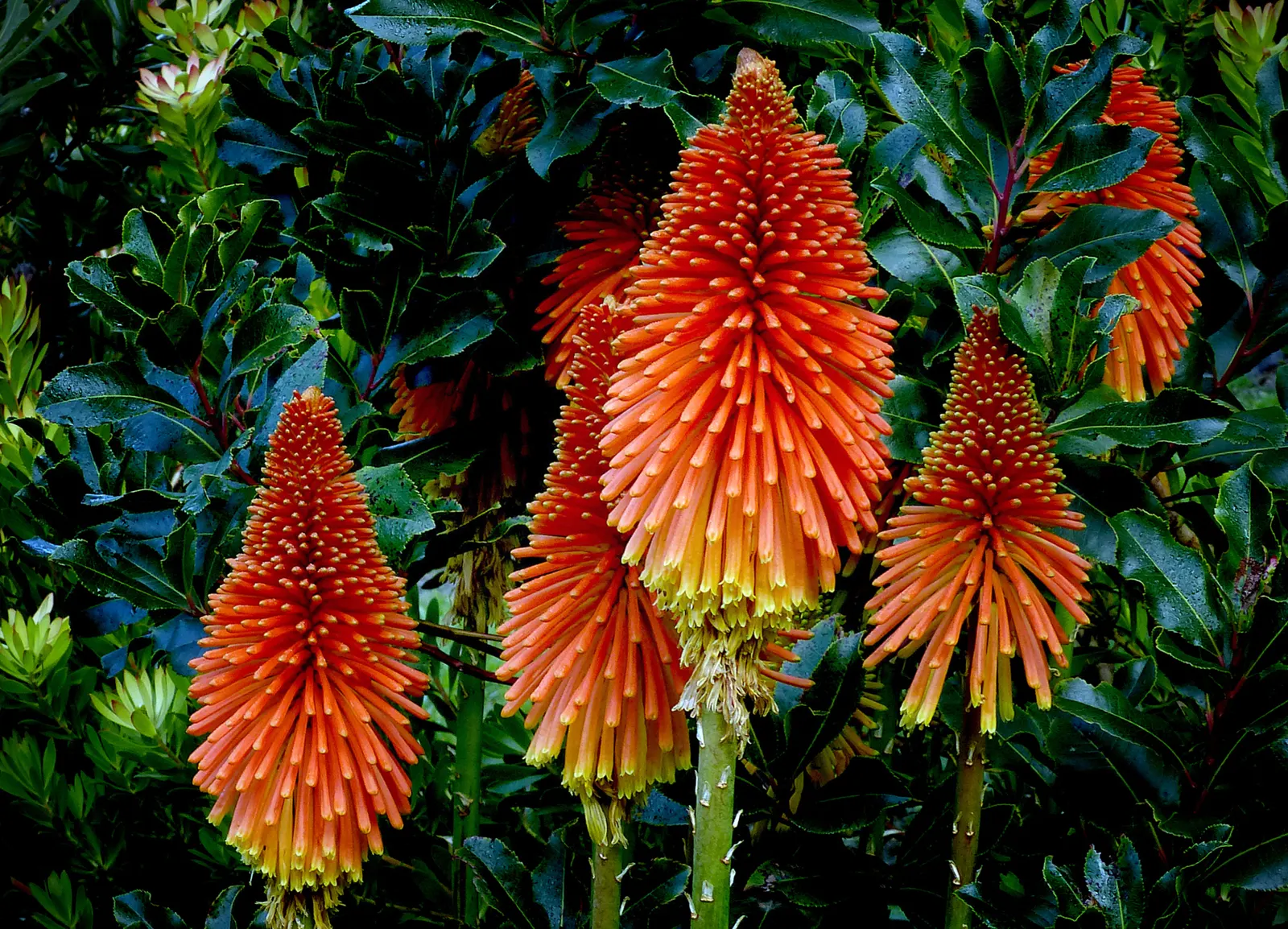A working list: native alternatives to thirsty ornamentals in Mediterranean climates
