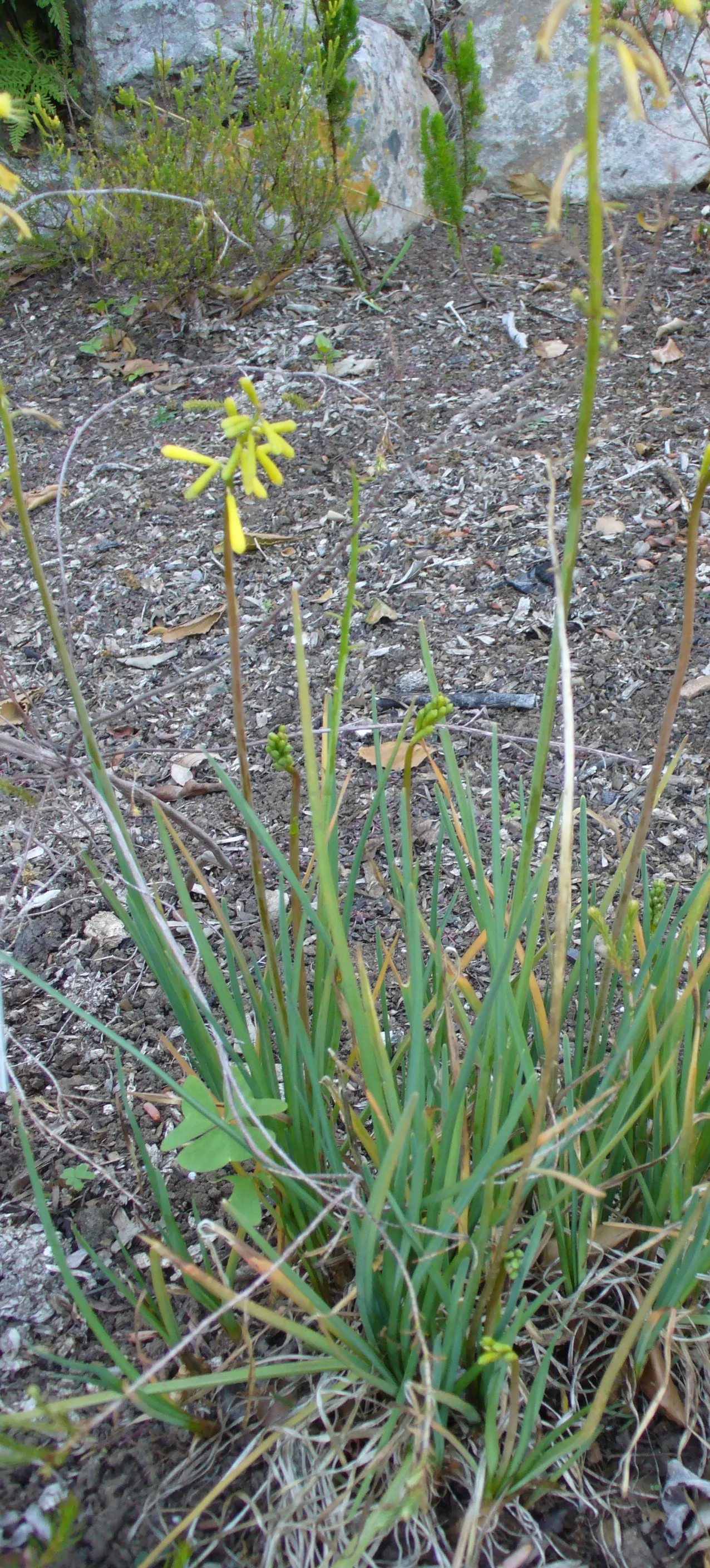 Red Hot Poker (Kniphofia Uvaria) — Often referred to as torch lilies