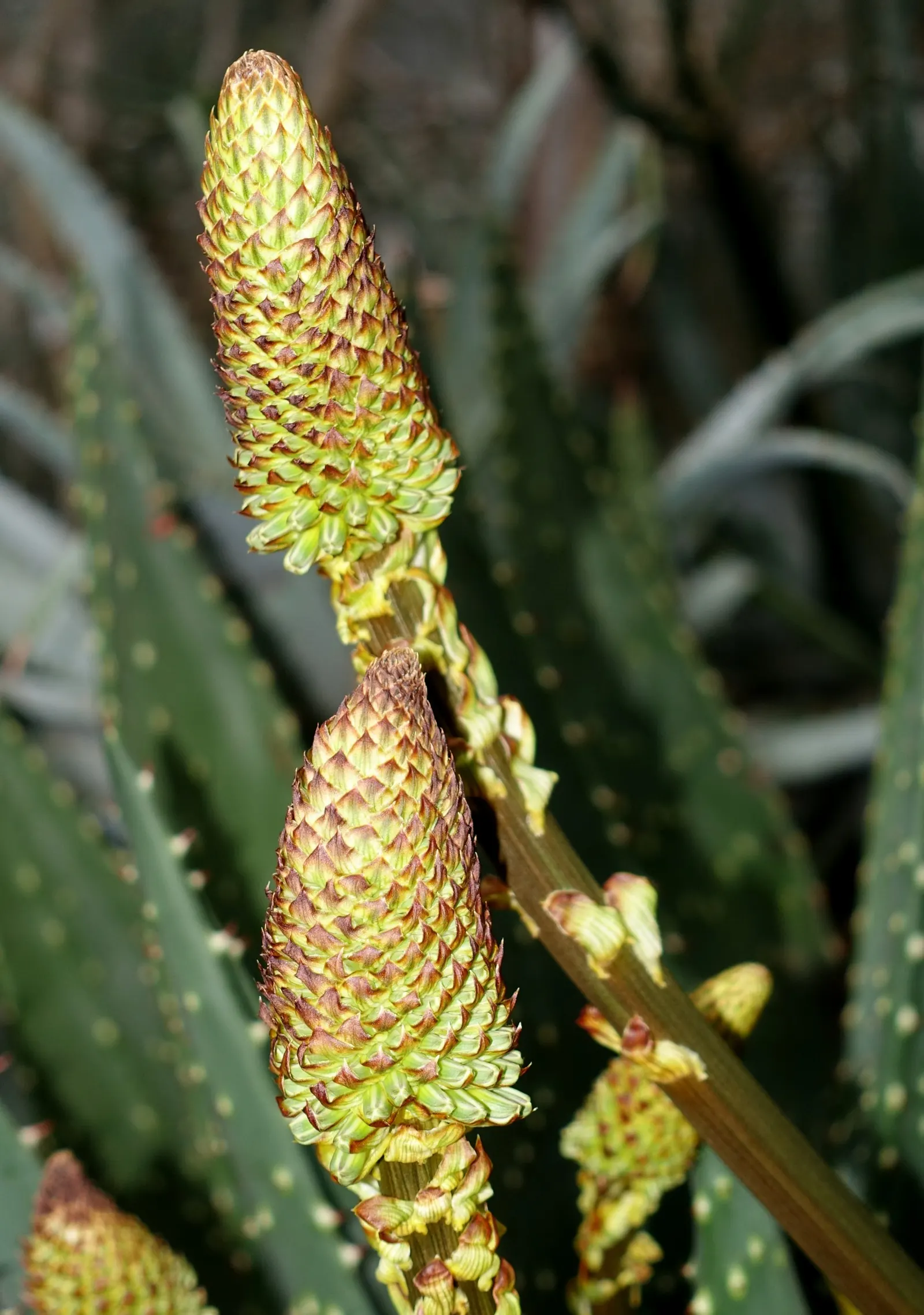 Red Hot Poker (Kniphofia Uvaria) — ensuring your garden is as wildlife-friendly as it is beautiful