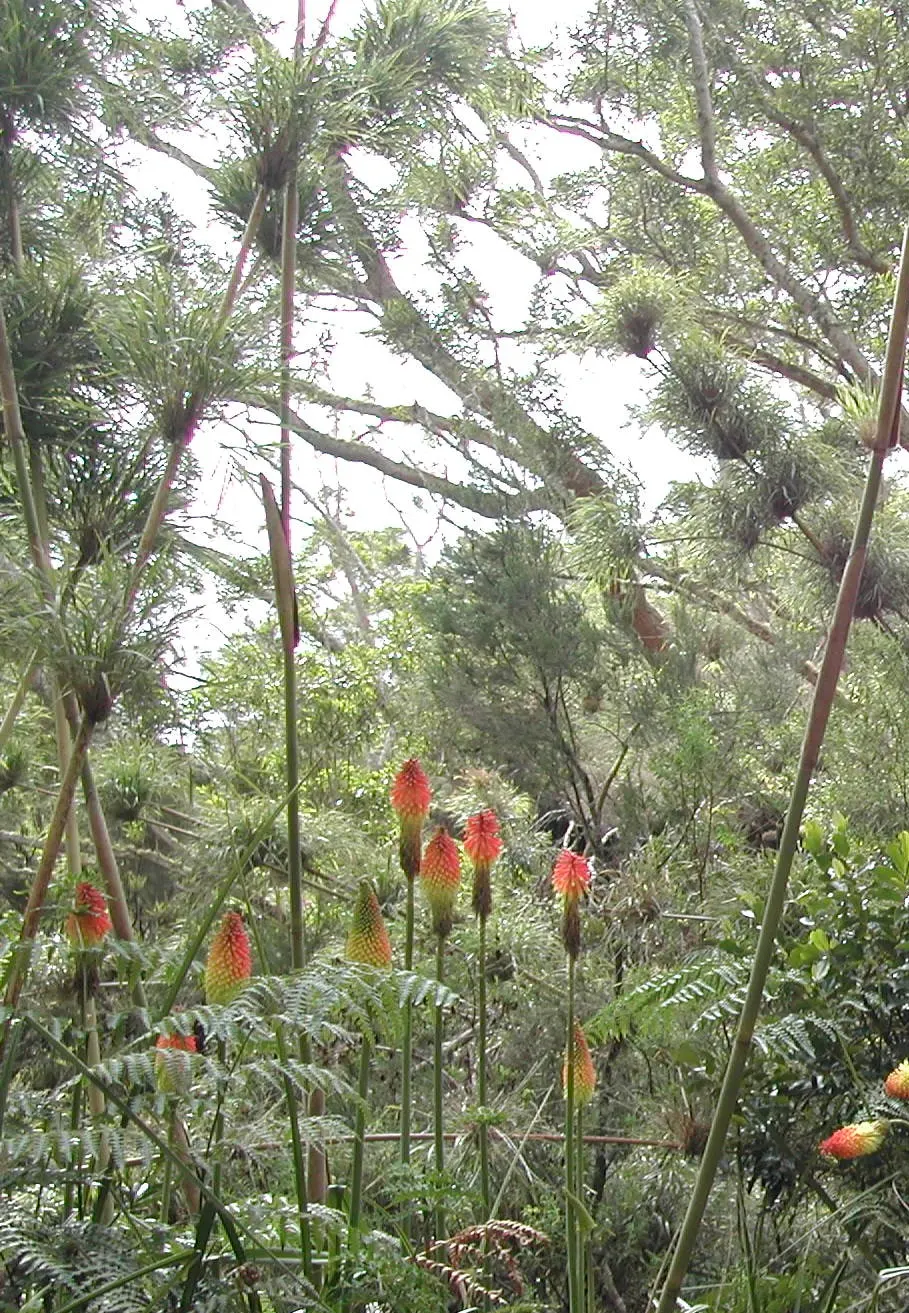 Red Hot Poker (Kniphofia Uvaria) — perennial with orange blooms