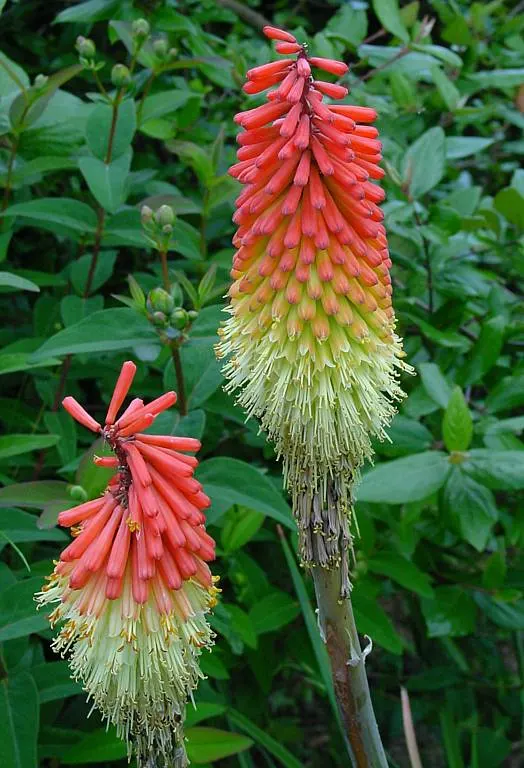 Red Hot Poker (Kniphofia Uvaria) — Flowering occurs from late spring to early fall