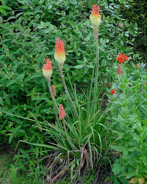 Red Hot Poker (Kniphofia Uvaria) — attracting hummingbirds and beneficial pollinators while being deer resistant