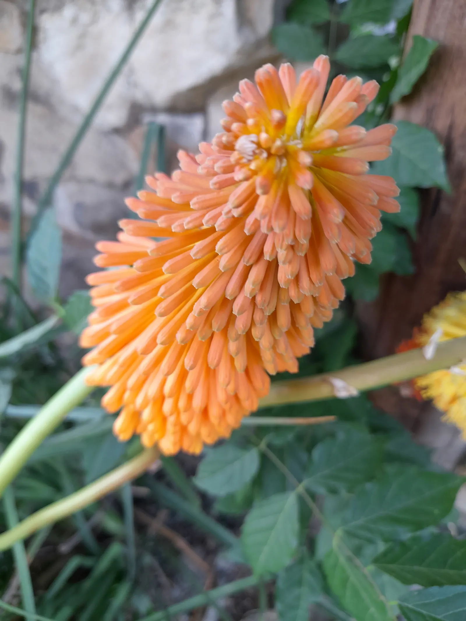 Red Hot Poker (Kniphofia Uvaria) — It reaches 2 to 3 feet in height and spreads 1 to 2 feet
